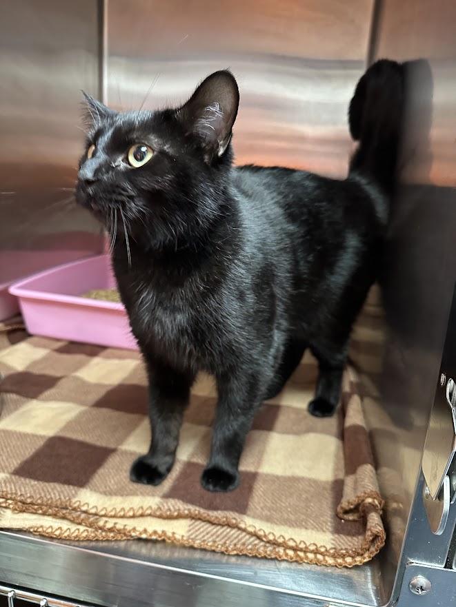 Lottie, a ADOPTABLE Domestic Short Hair in Oak Ridge, TN image 2/5