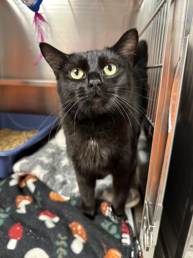 Lottie, a ADOPTABLE Domestic Short Hair in Oak Ridge, TN image 3/5