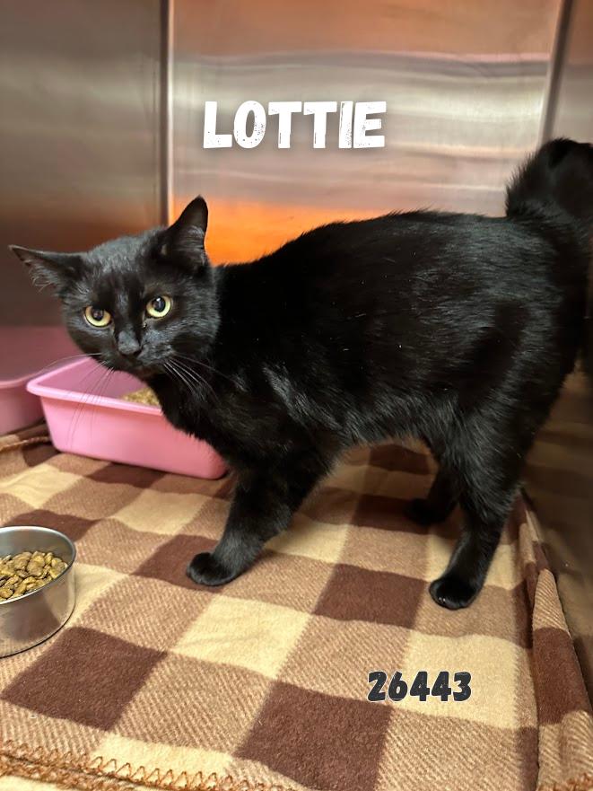 Lottie, a ADOPTABLE Domestic Short Hair in Oak Ridge, TN image 1/5