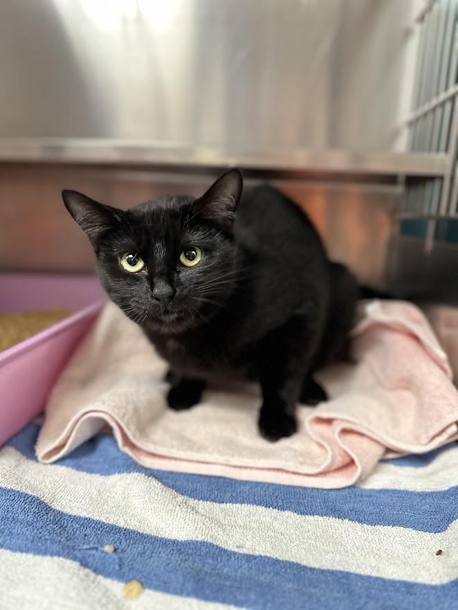 Lottie, a ADOPTABLE Domestic Short Hair in Oak Ridge, TN image 5/5