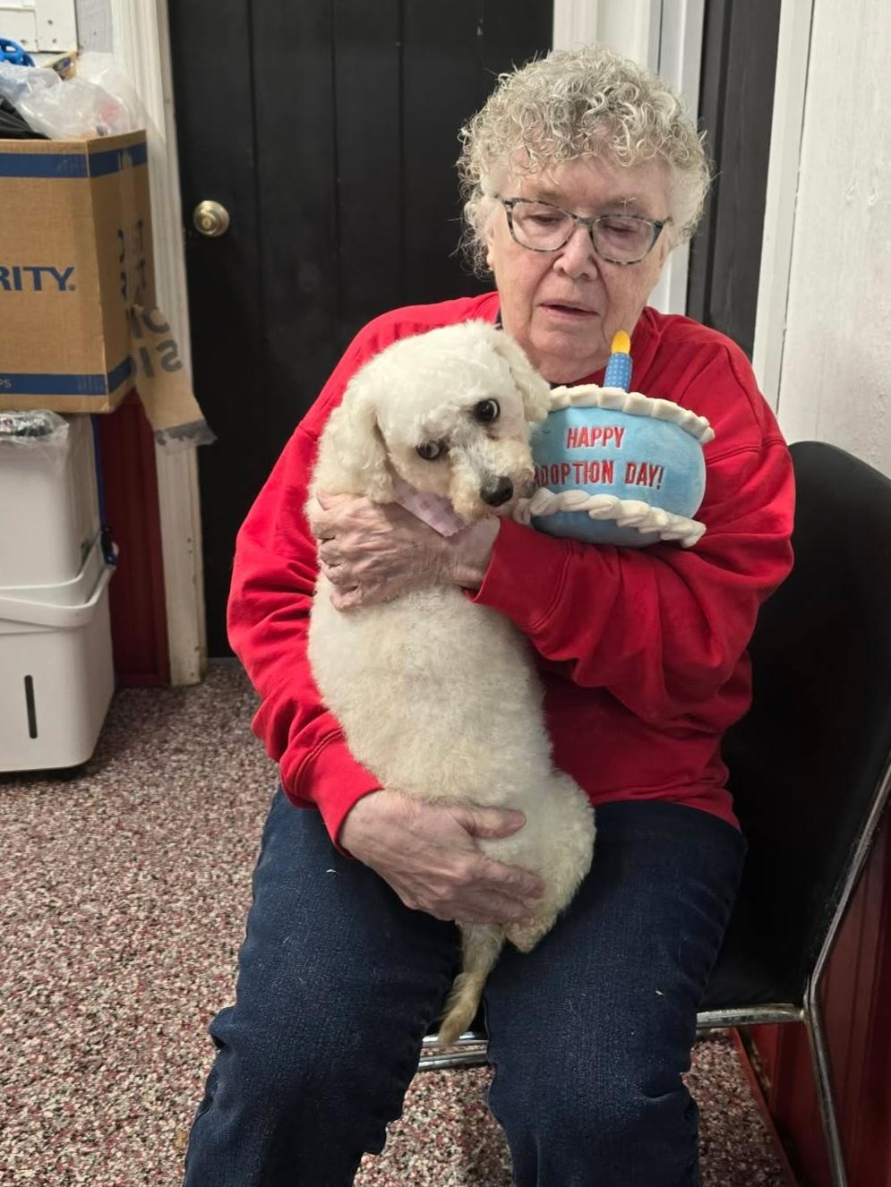 Willow , adopted, Young Female Poodle.