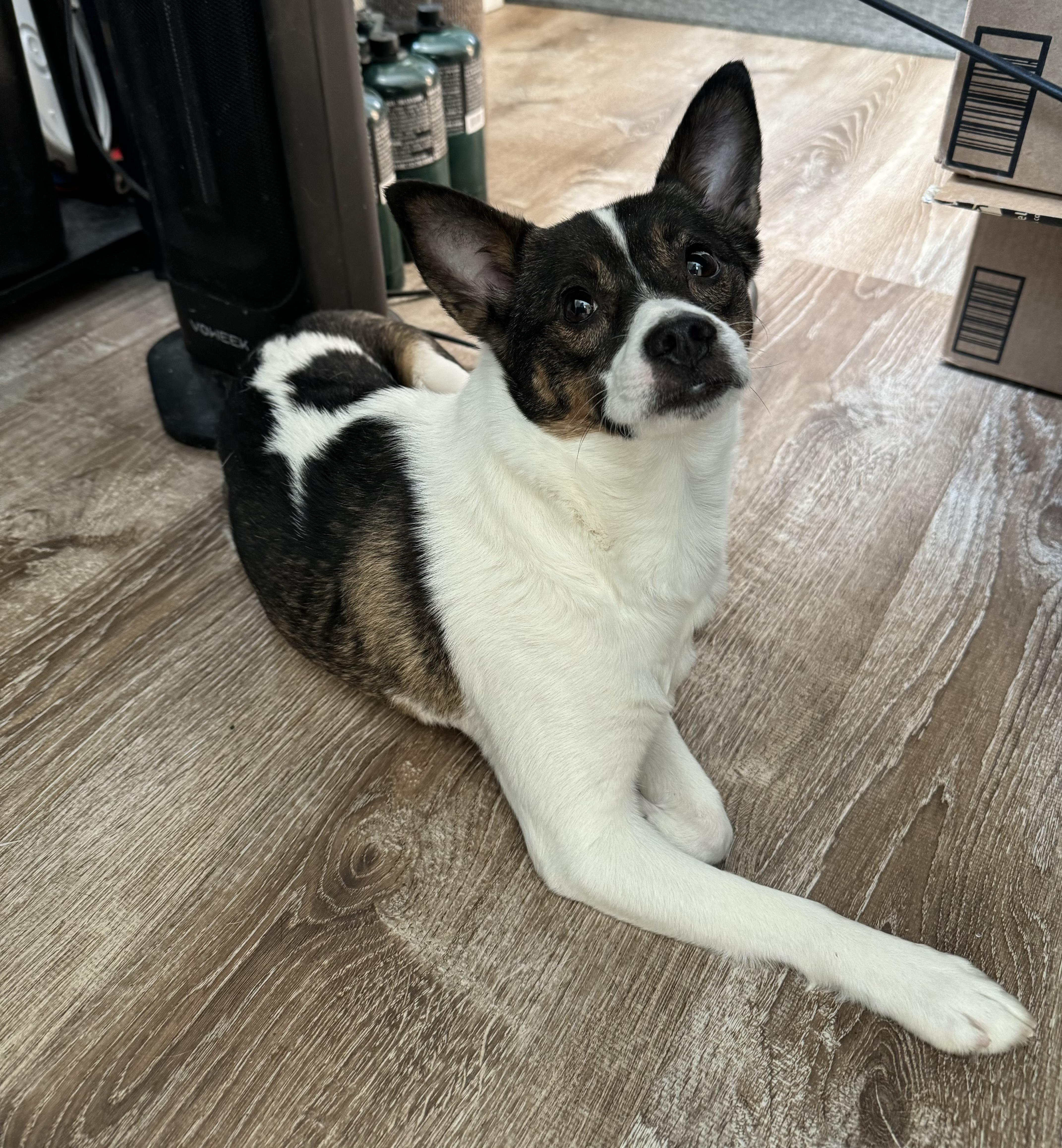 Shen, adopted, Young Female Chihuahua.