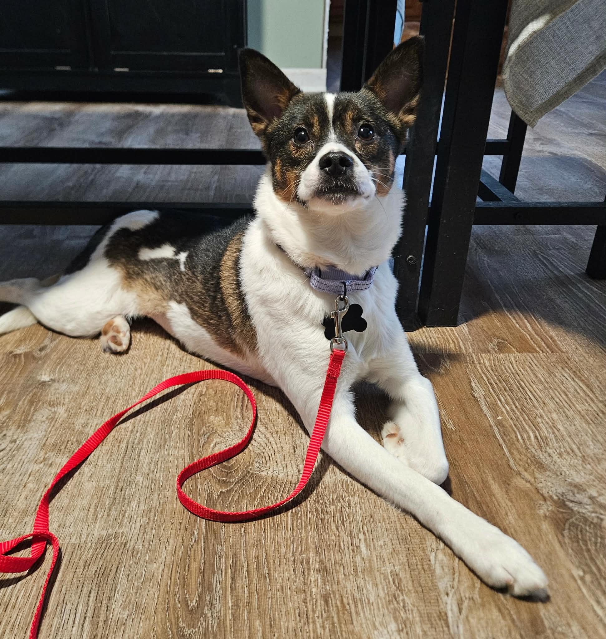 Enlarge Shen, an adopted mixed breed in China Township, MI image 5/6