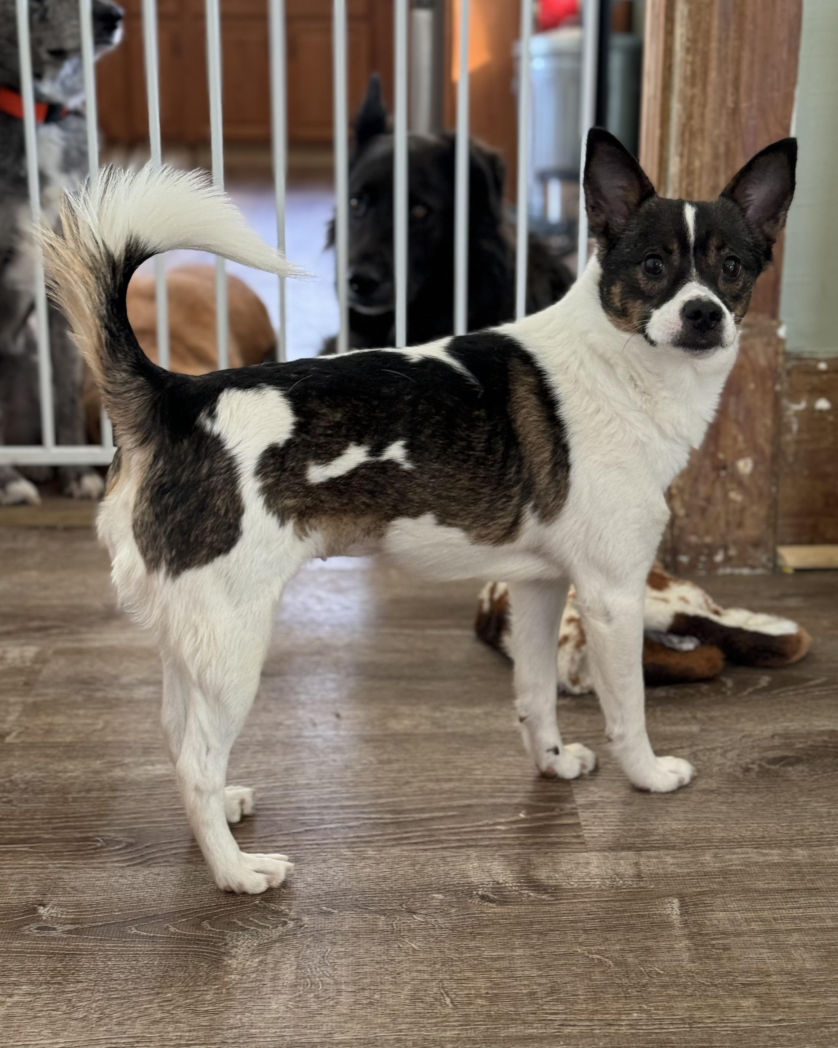 Enlarge Shen, an adopted mixed breed in China Township, MI image 3/6