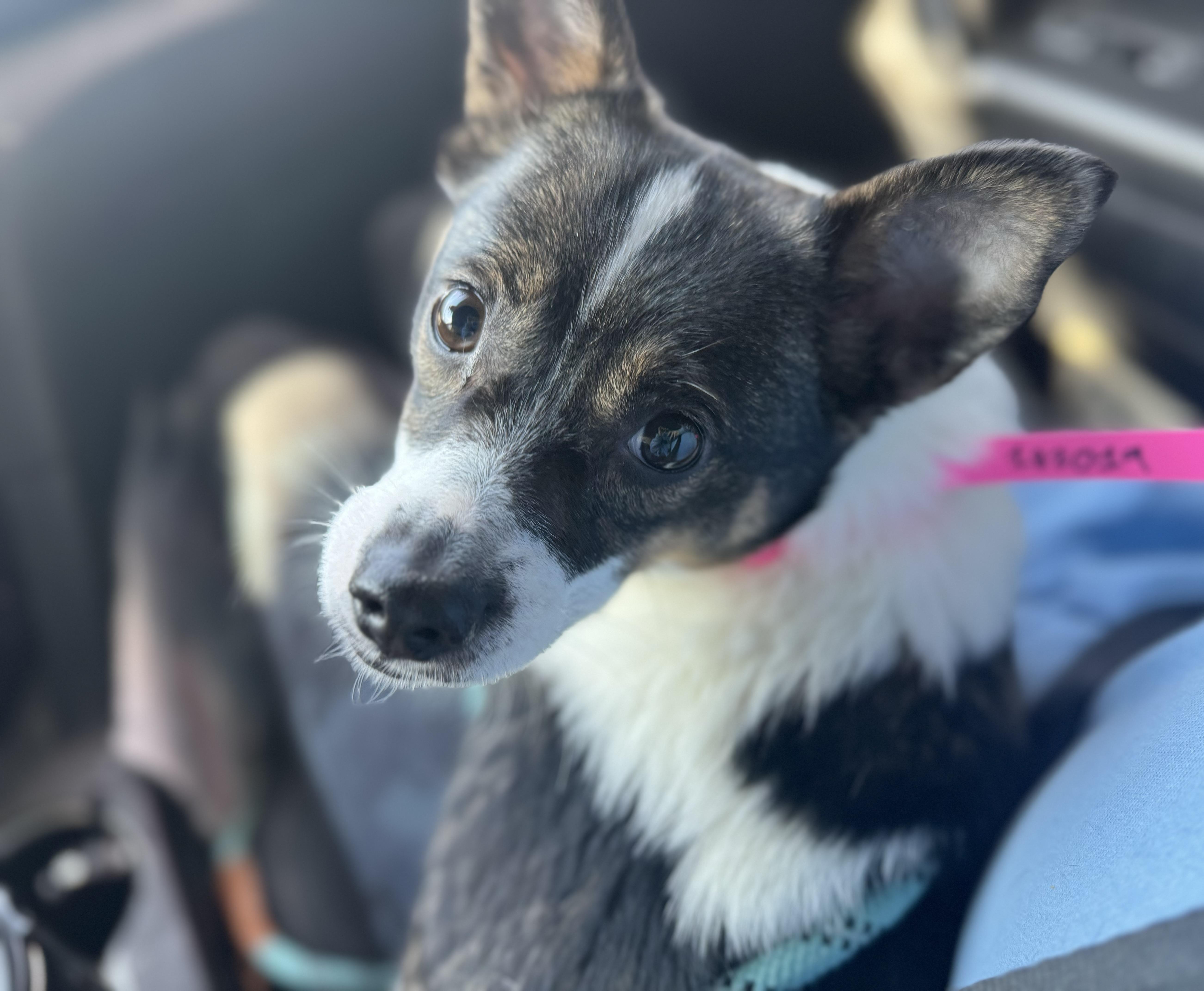 Enlarge Shen, an adopted mixed breed in China Township, MI image 2/6