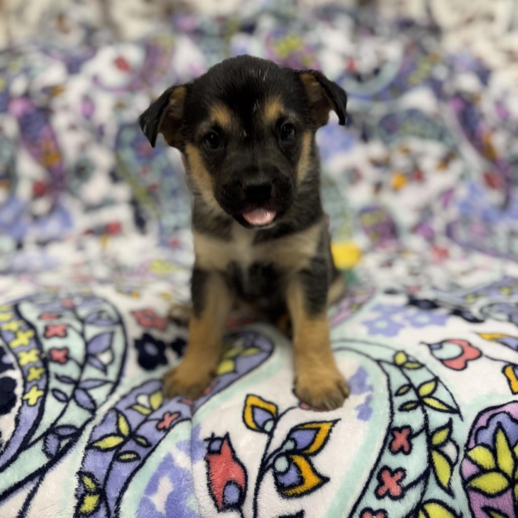 Tommy, Adoptable, Puppy Male Border Collie & American Eskimo Dog.