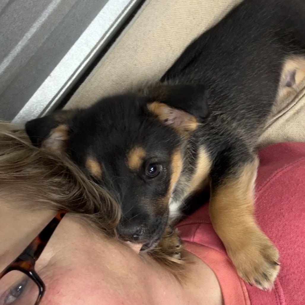 Enlarge Tommy, a Adoptable mixed breed in Pinson, TN image 2/4