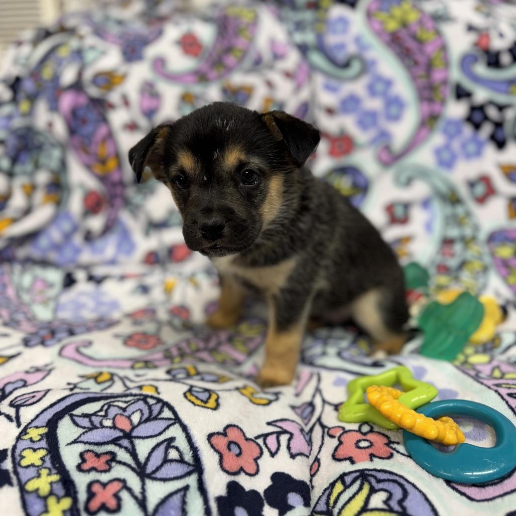 Enlarge Tommy, a Adoptable mixed breed in Pinson, TN image 3/4