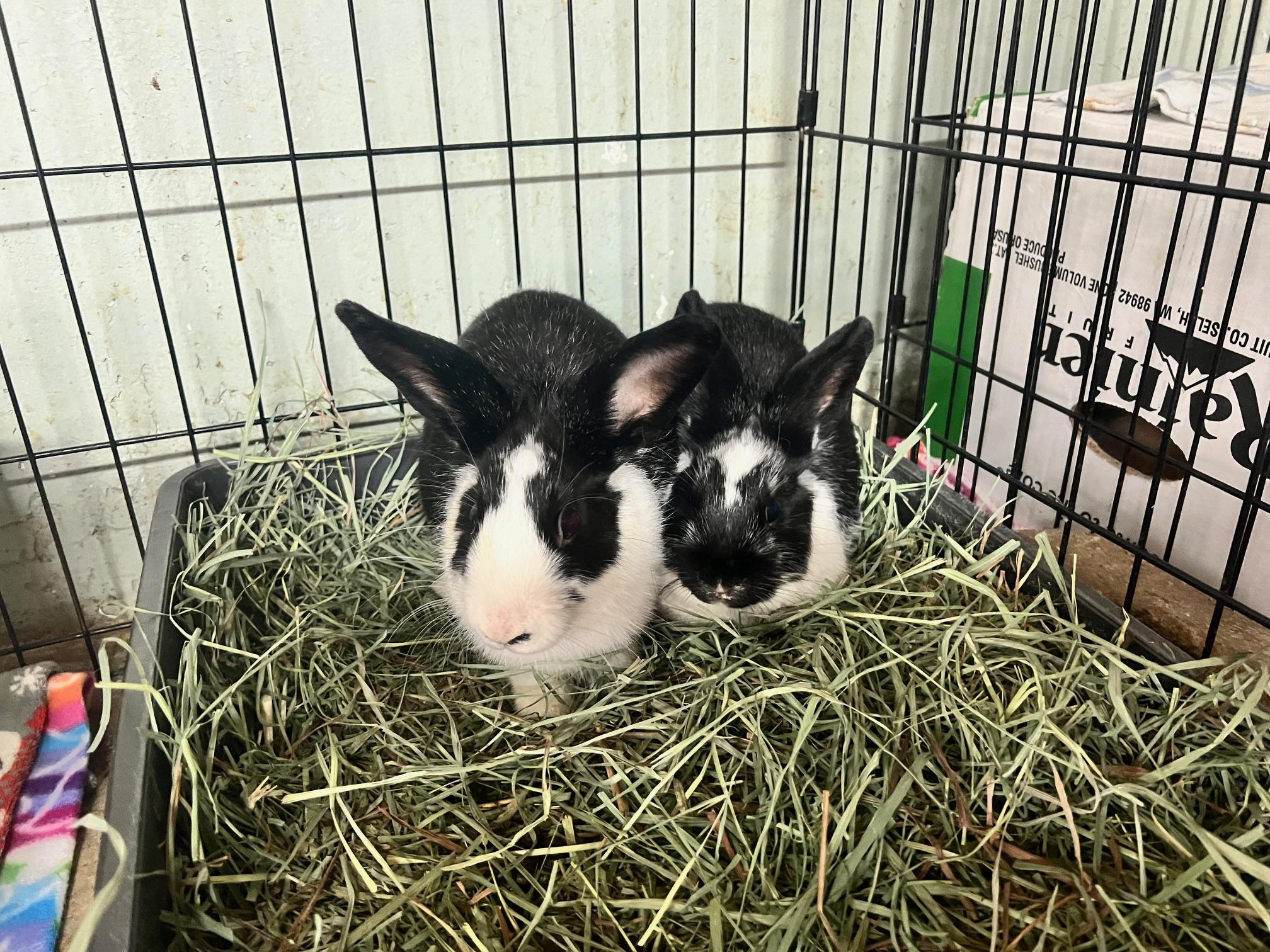 Bang & Boom (Pen 4), Adopted, Young Female Bunny Rabbit.