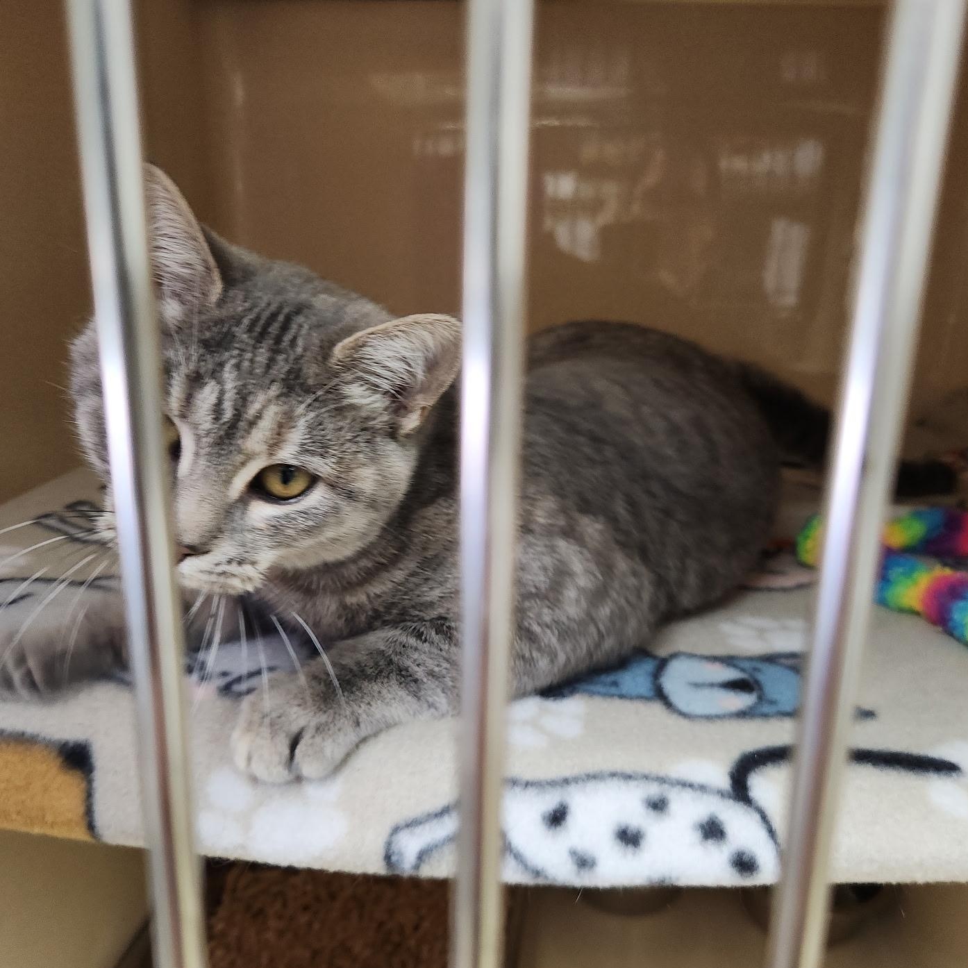 Enlarge Winfrey, an adopted mixed breed in Clarksville, VA image 3/3