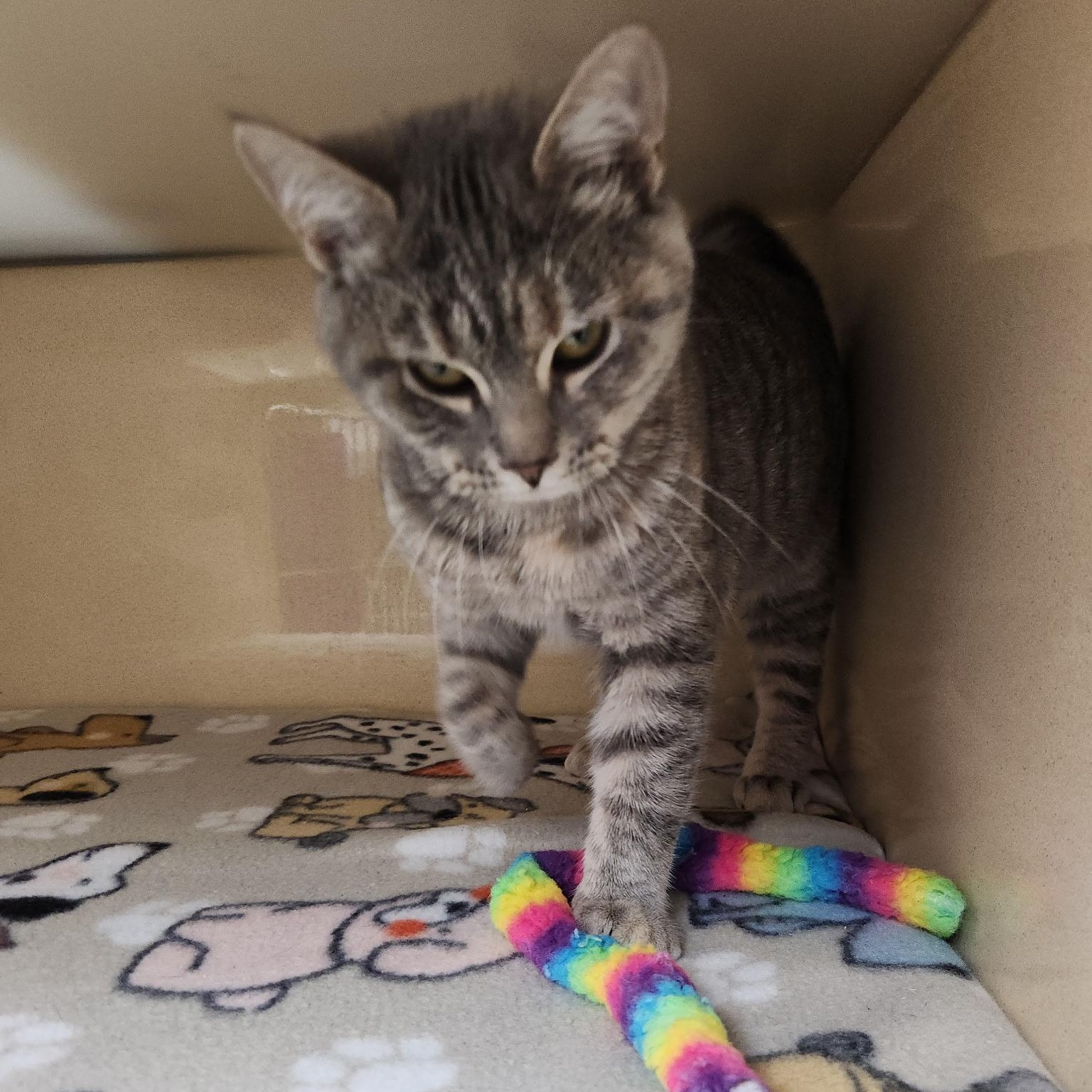 Enlarge Winfrey, an adopted mixed breed in Clarksville, VA image 2/3