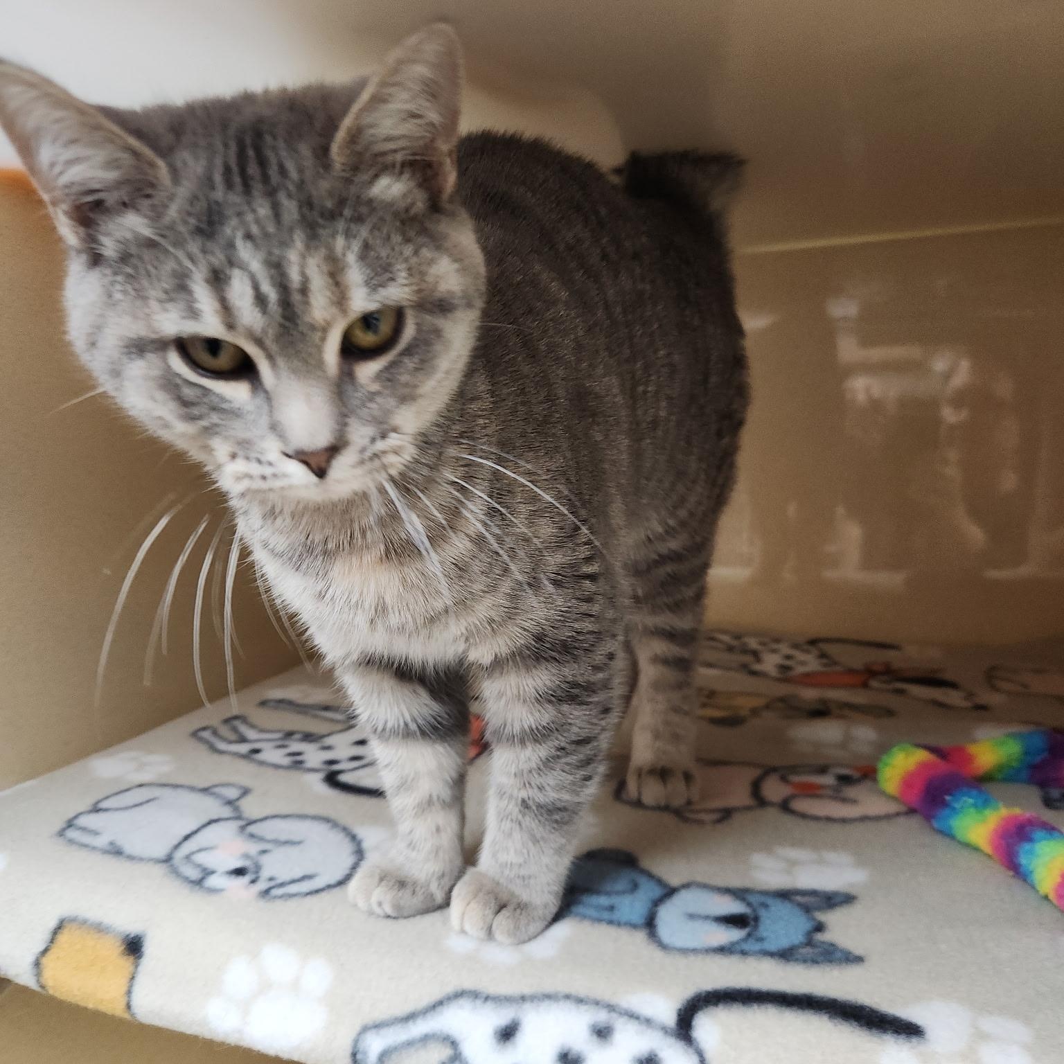 Winfrey, adopted, Kitten Female Tabby & Domestic Short Hair.