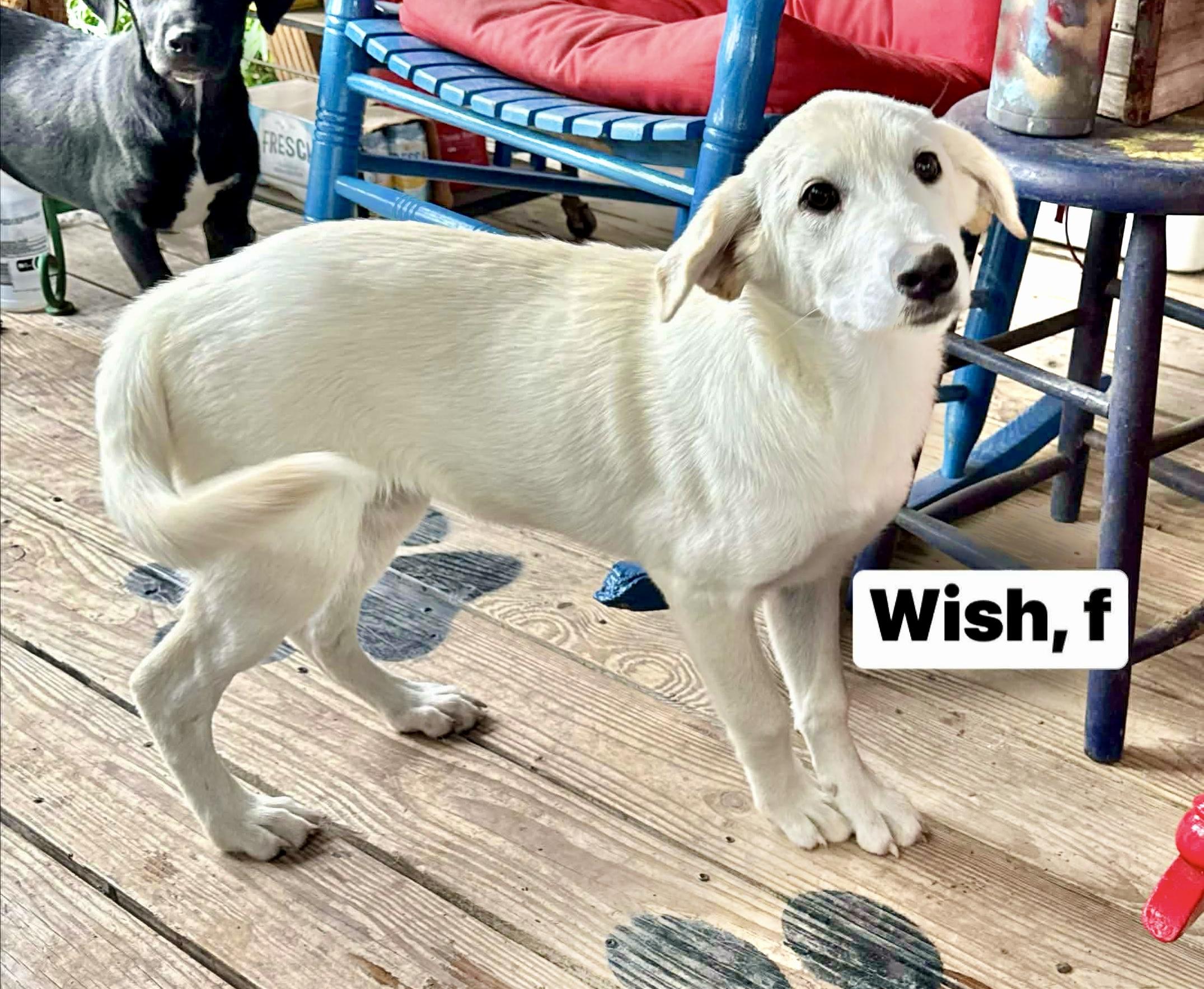 Wish, a Adoptable Labrador Retriever in Portland, OR image 3/6