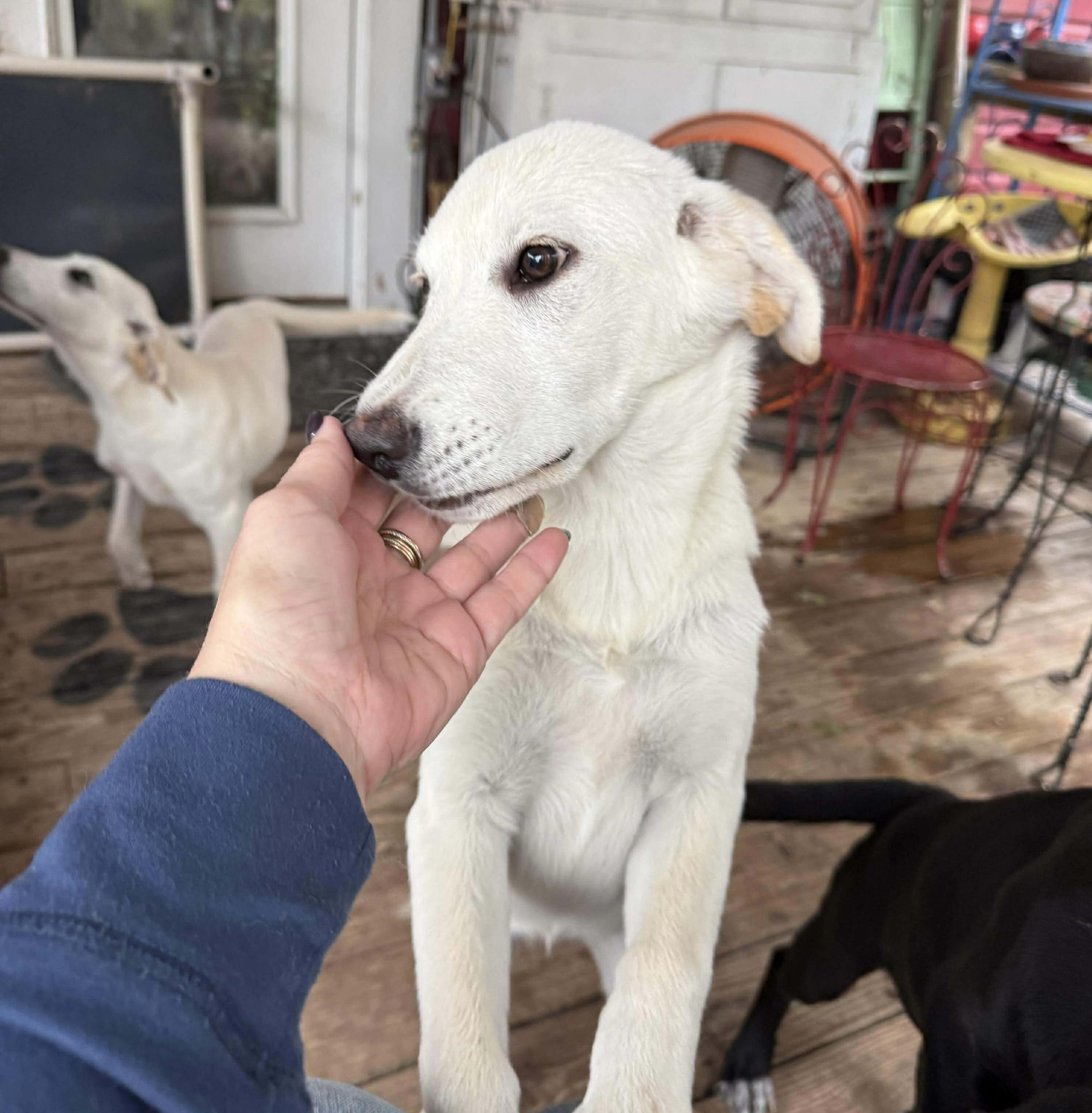 Wish, a Adoptable Labrador Retriever in Portland, OR image 1/6