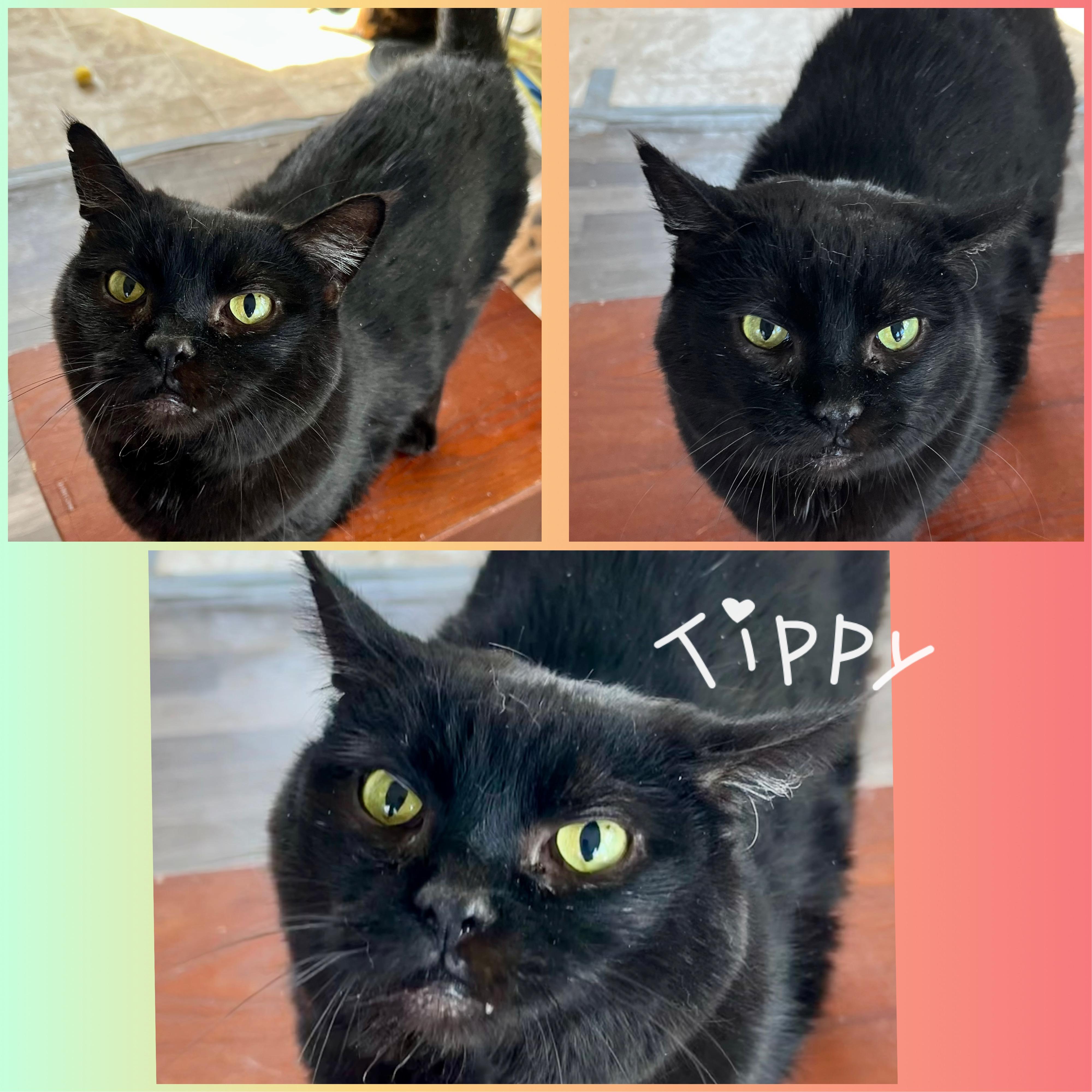 Enlarge Tippy, a Adoptable Domestic Short Hair in Winchester, VA image 1/1