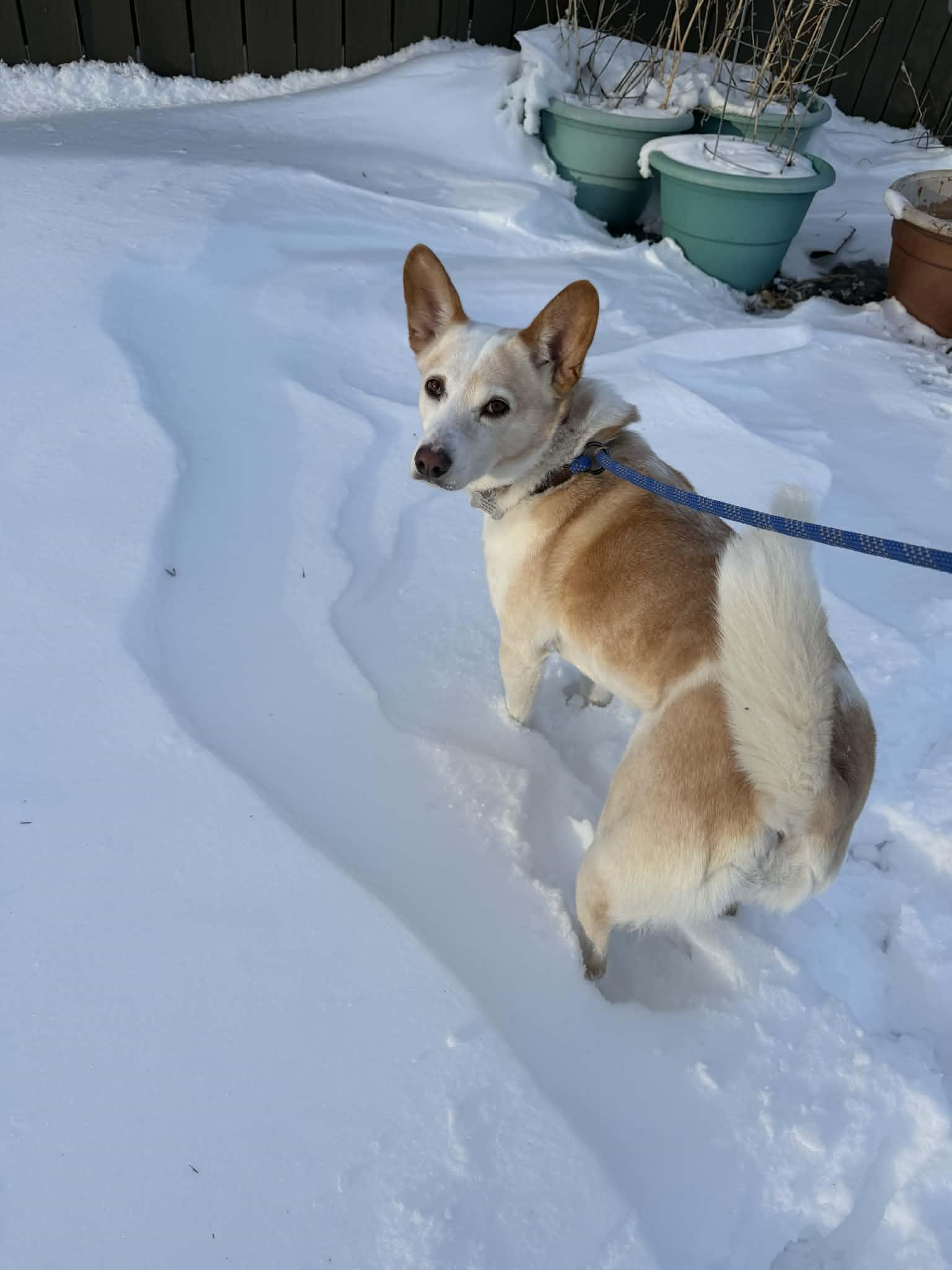 Enlarge Ginger, a Adoptable mixed breed in Grand Forks, ND image 1/2