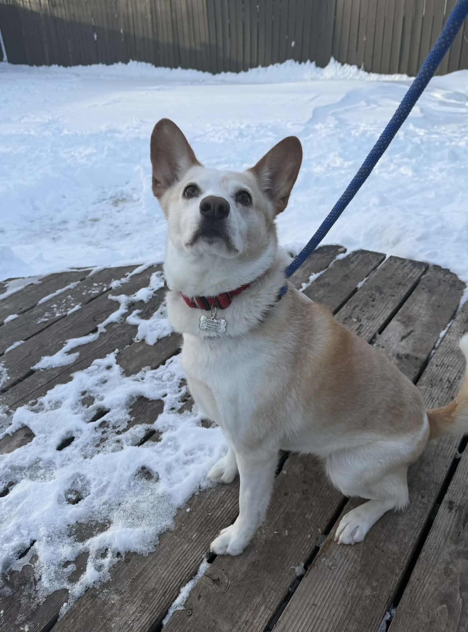 Enlarge Ginger, a Adoptable mixed breed in Grand Forks, ND image 2/2