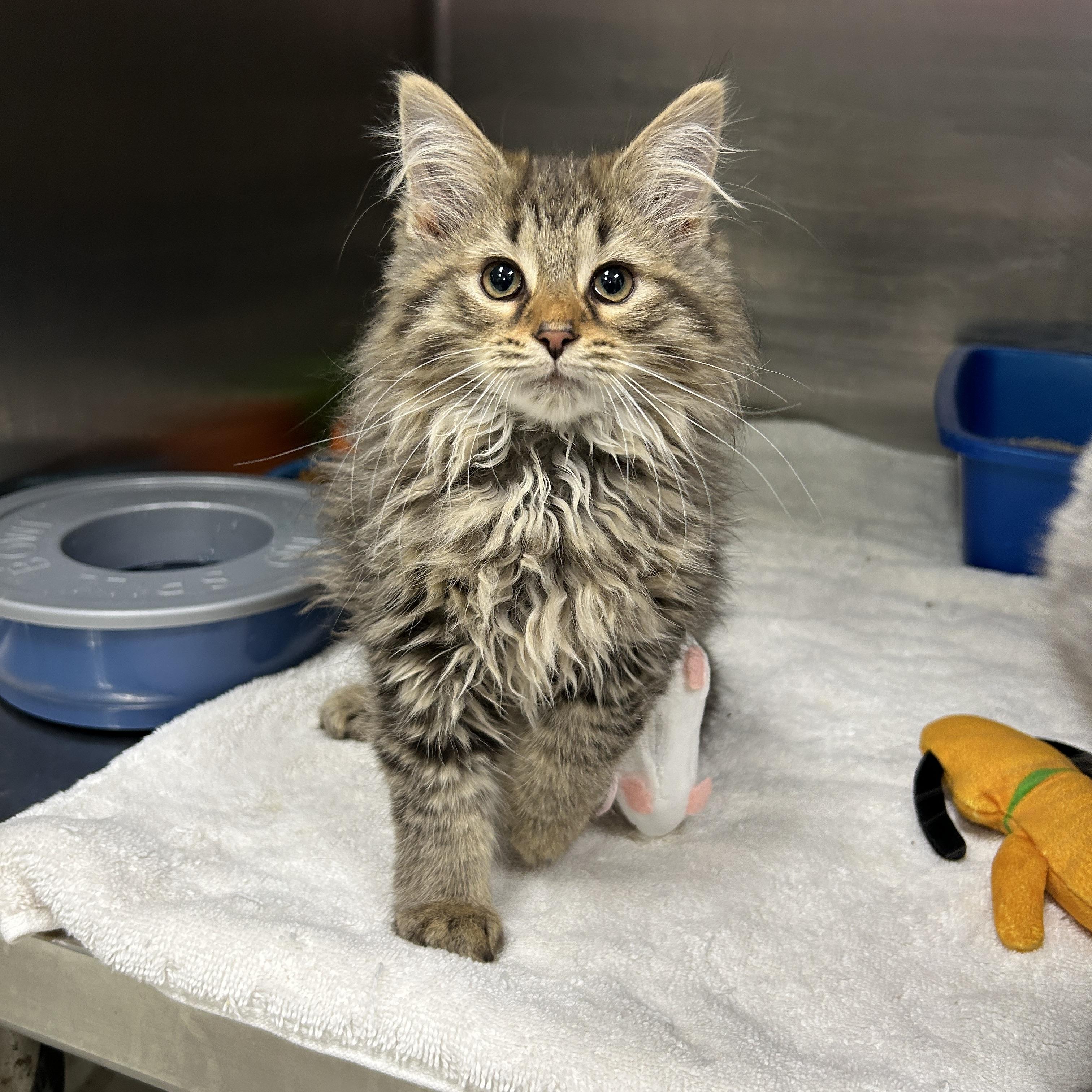 Martians 1 of 3, an adopted Domestic Long Hair in La Grange Park, IL image 2/4