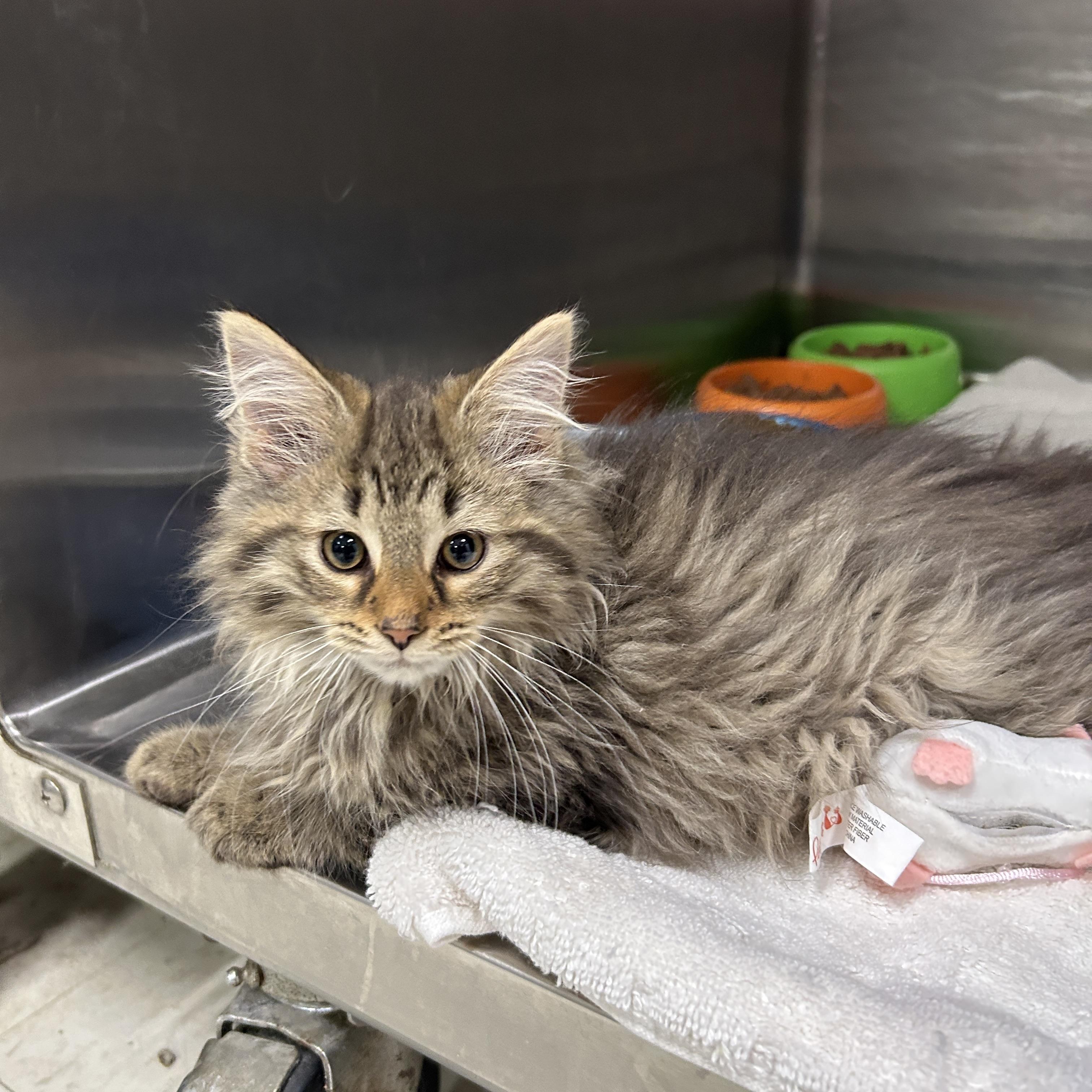 Martians 1 of 3, an adopted Domestic Long Hair in La Grange Park, IL image 4/4