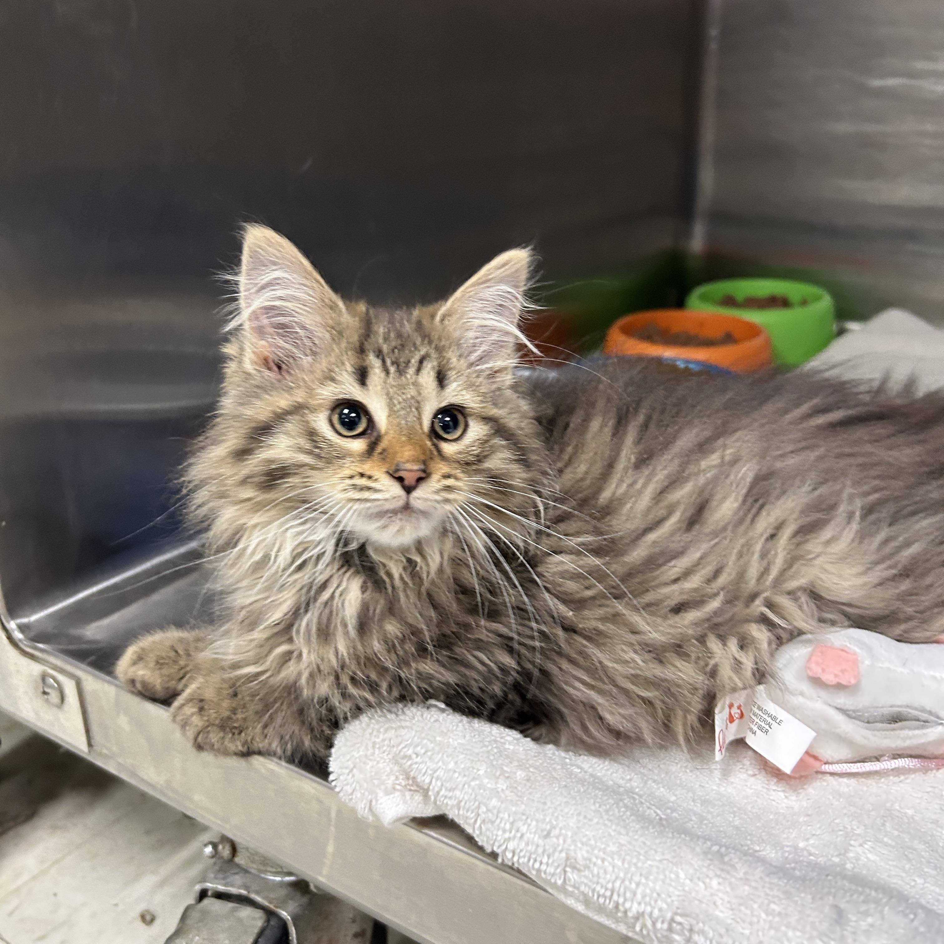 Martians 1 of 3, an adopted Domestic Long Hair in La Grange Park, IL image 1/4