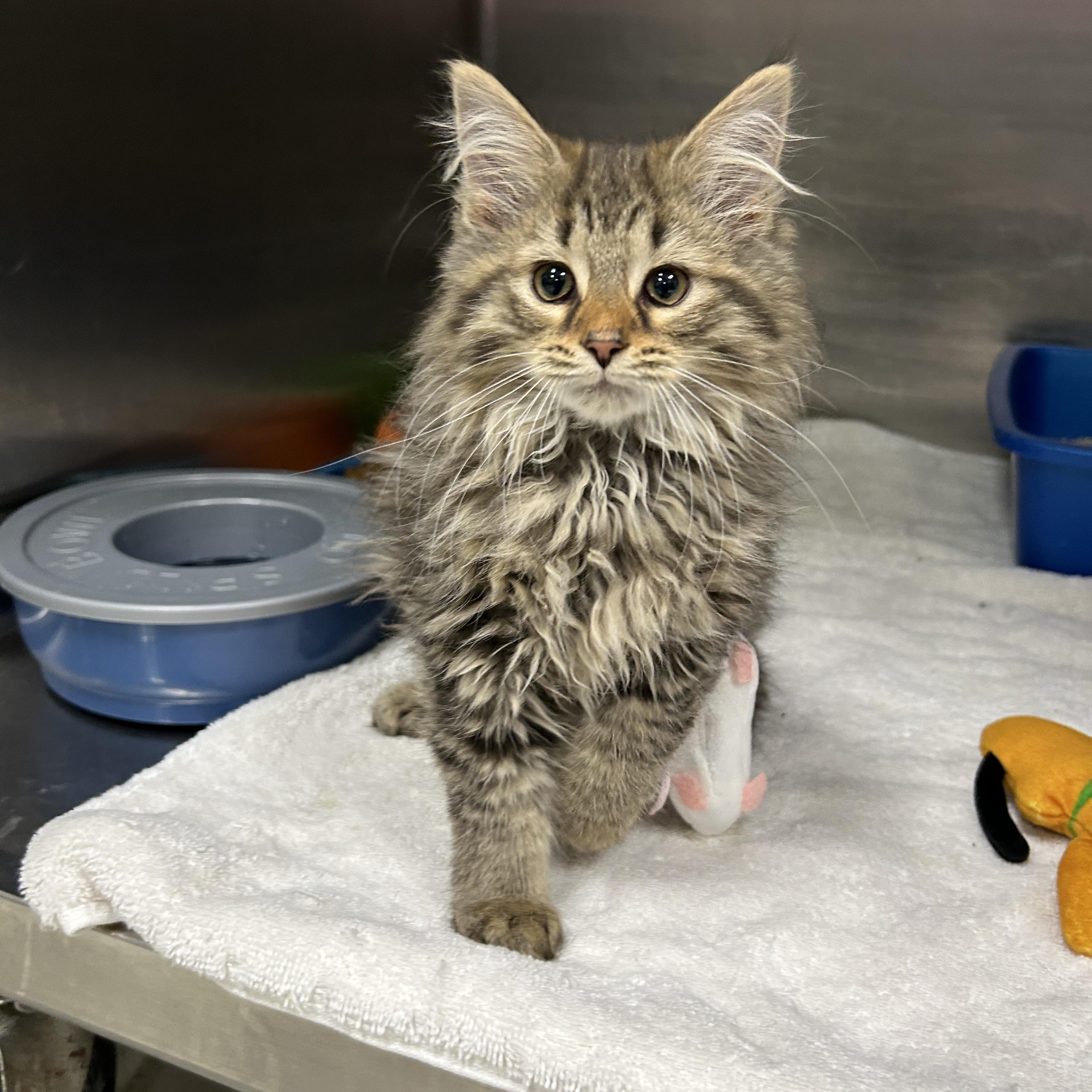 Martians 1 of 3, an adopted Domestic Long Hair in La Grange Park, IL image 3/4
