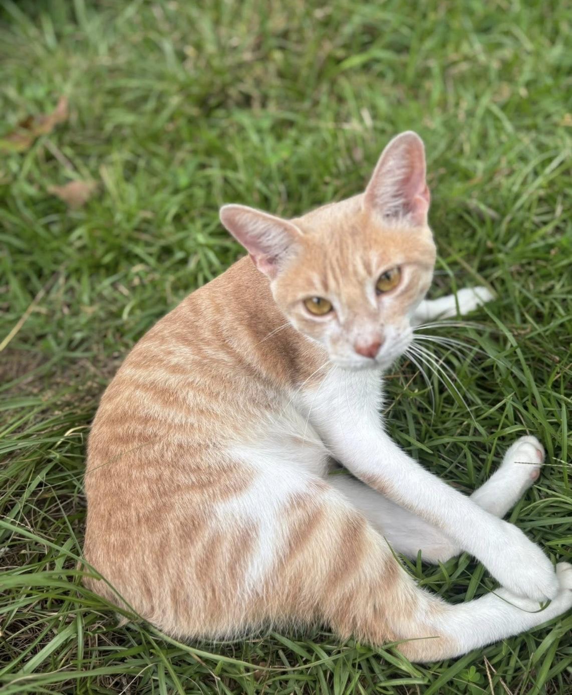 Reed, a Adoptable Manx in Spring, TX image 1/3