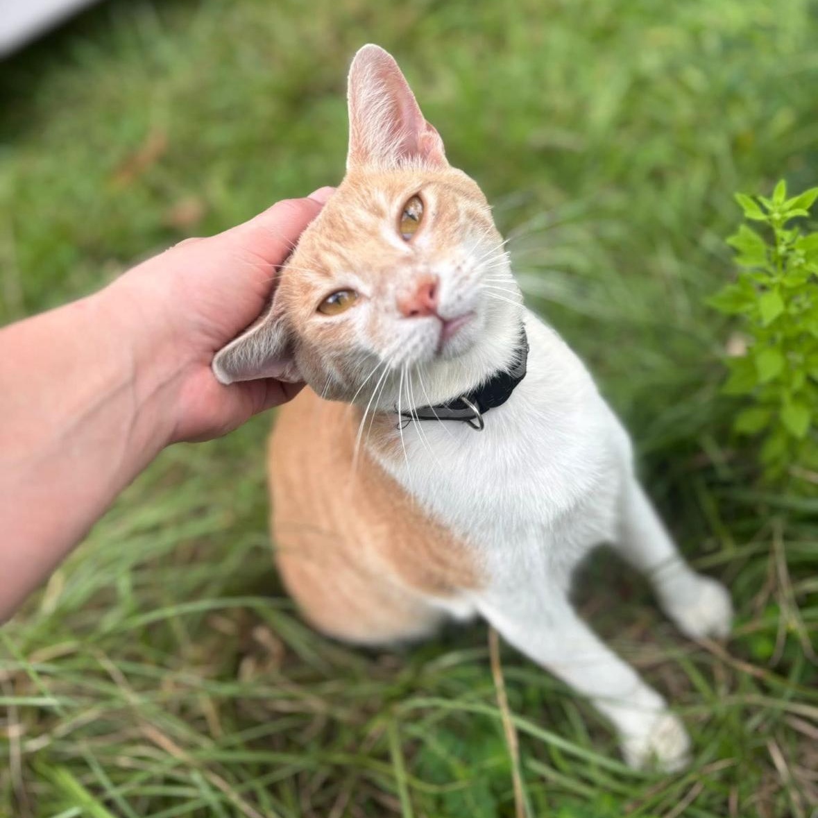 Reed, a Adoptable Manx in Spring, TX image 2/3