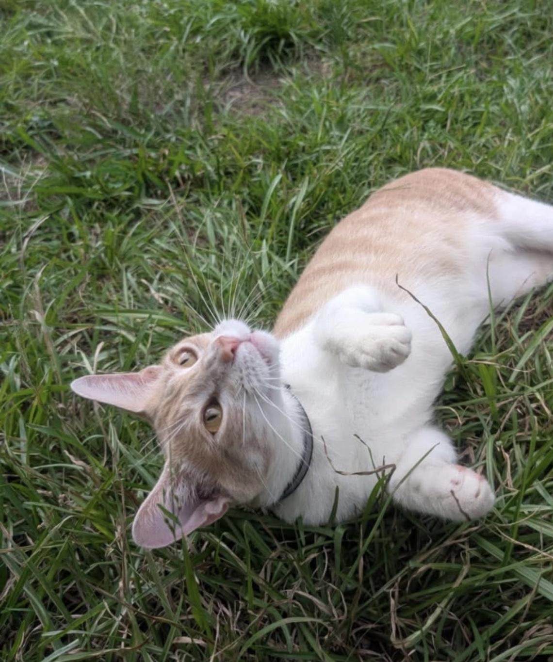 Reed, a Adoptable Manx in Spring, TX image 3/3