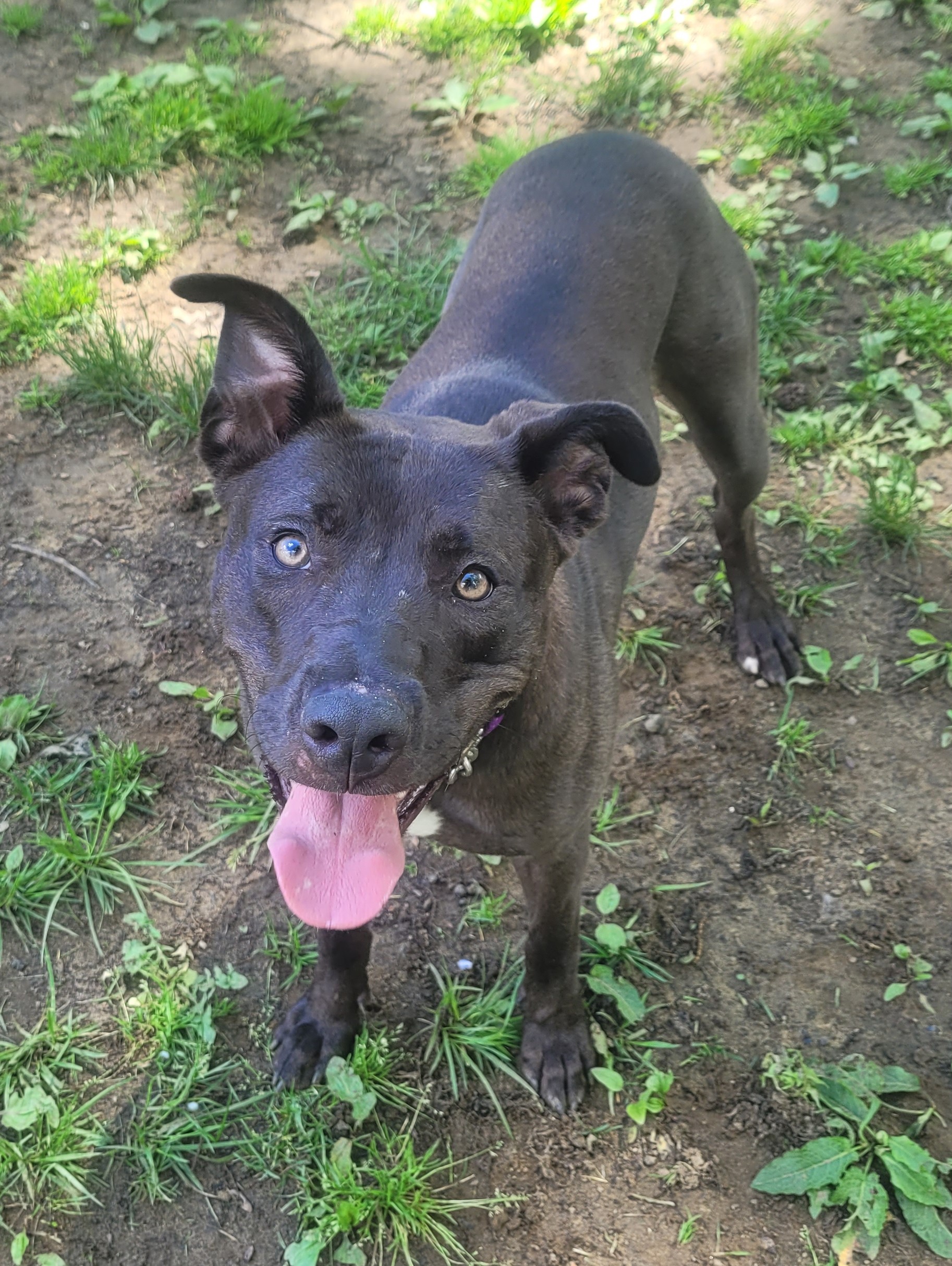 Bella, Adopted, Young Female Chocolate Labrador Retriever.