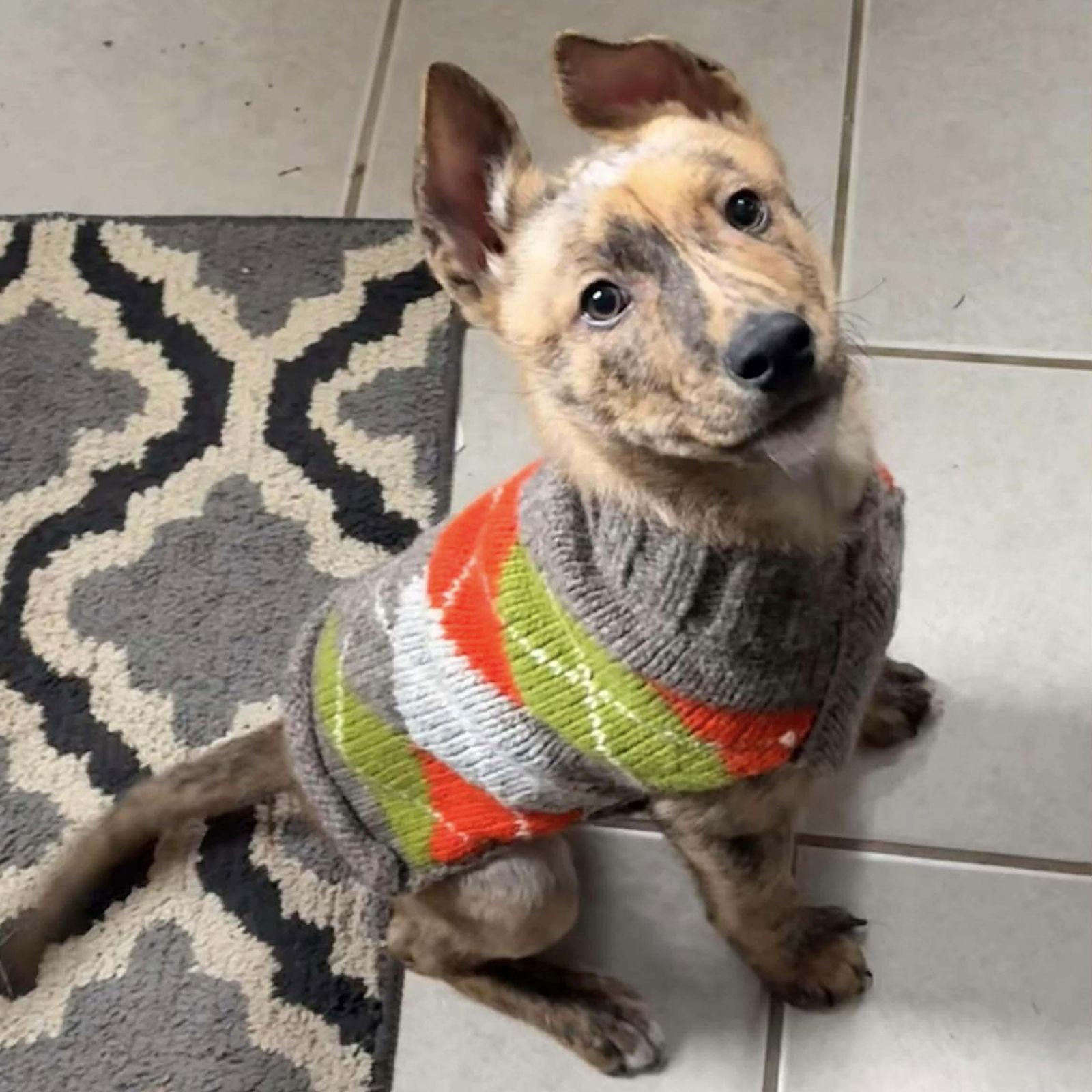 Journey, Adoptable, Puppy Male German Shepherd Dog.