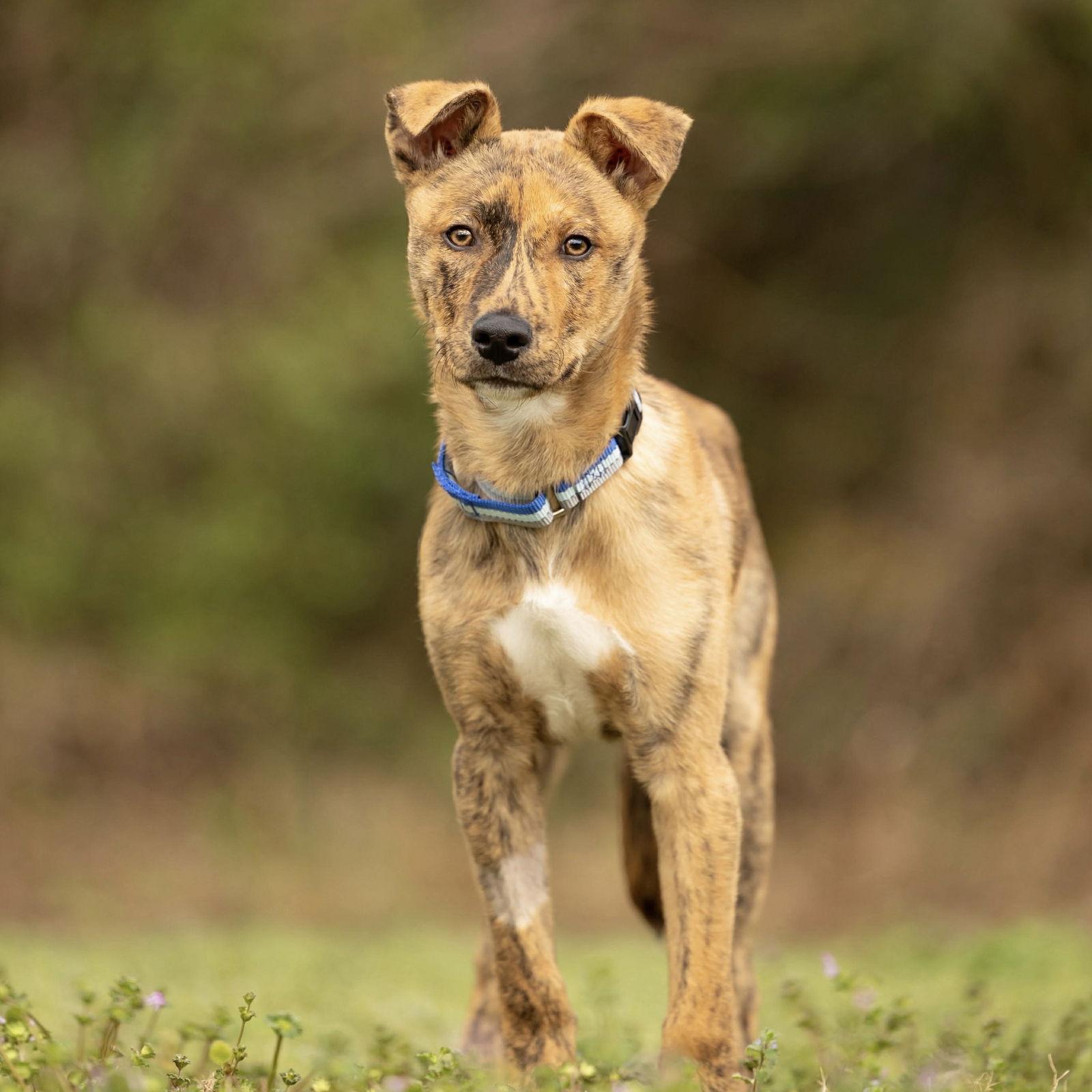 Journey, Adoptable, Puppy Male German Shepherd Dog.