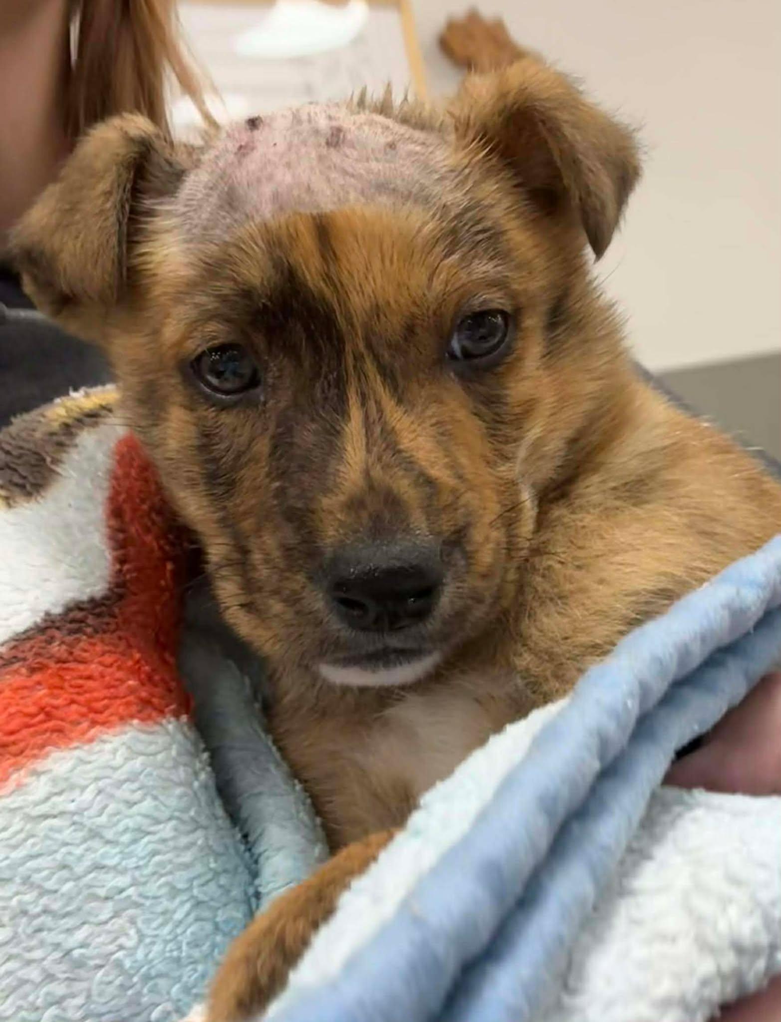 Journey, Adoptable, Puppy Male German Shepherd Dog.