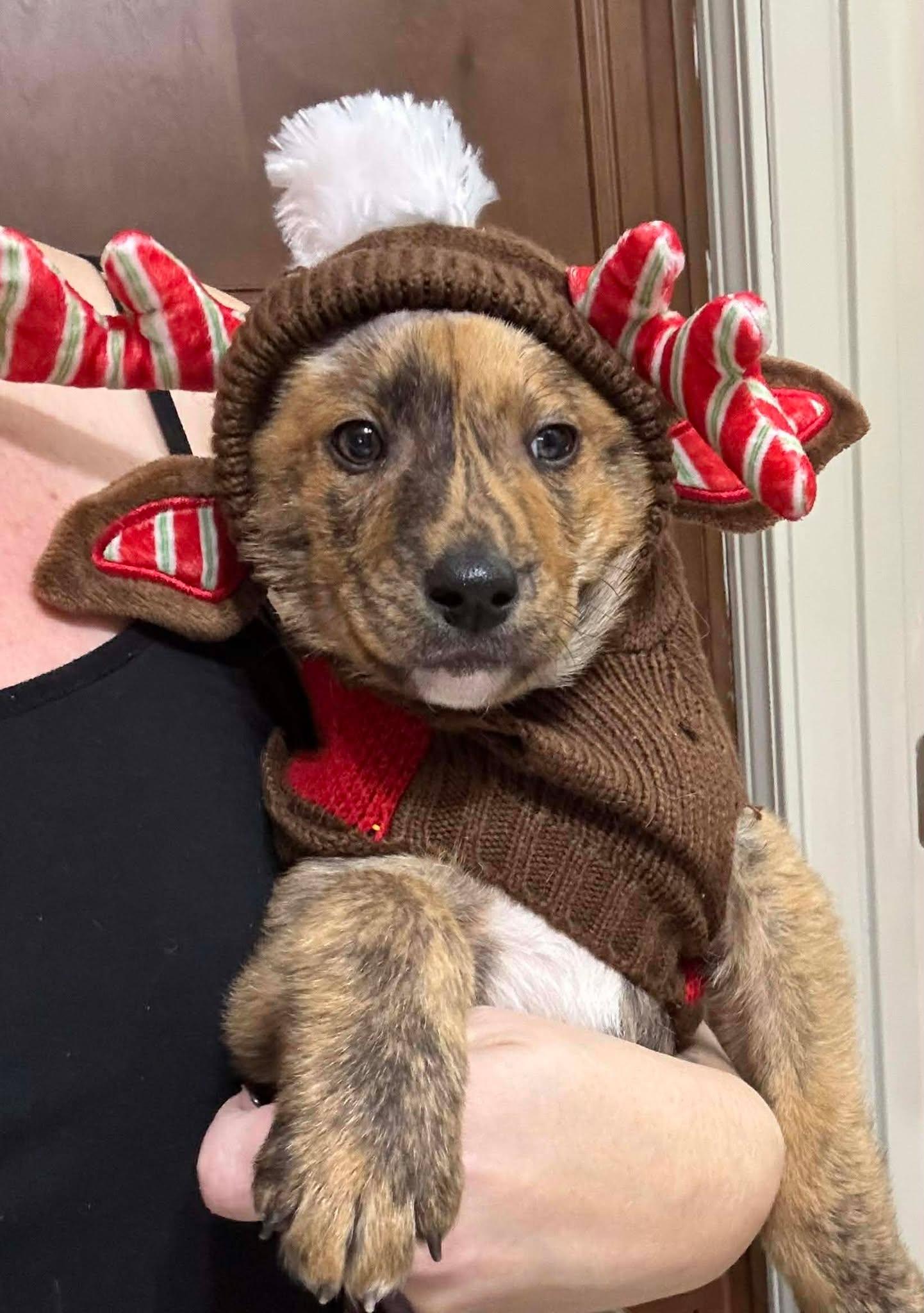 Enlarge Journey, a Adoptable German Shepherd Dog in Hillsborough , NC image 2/3