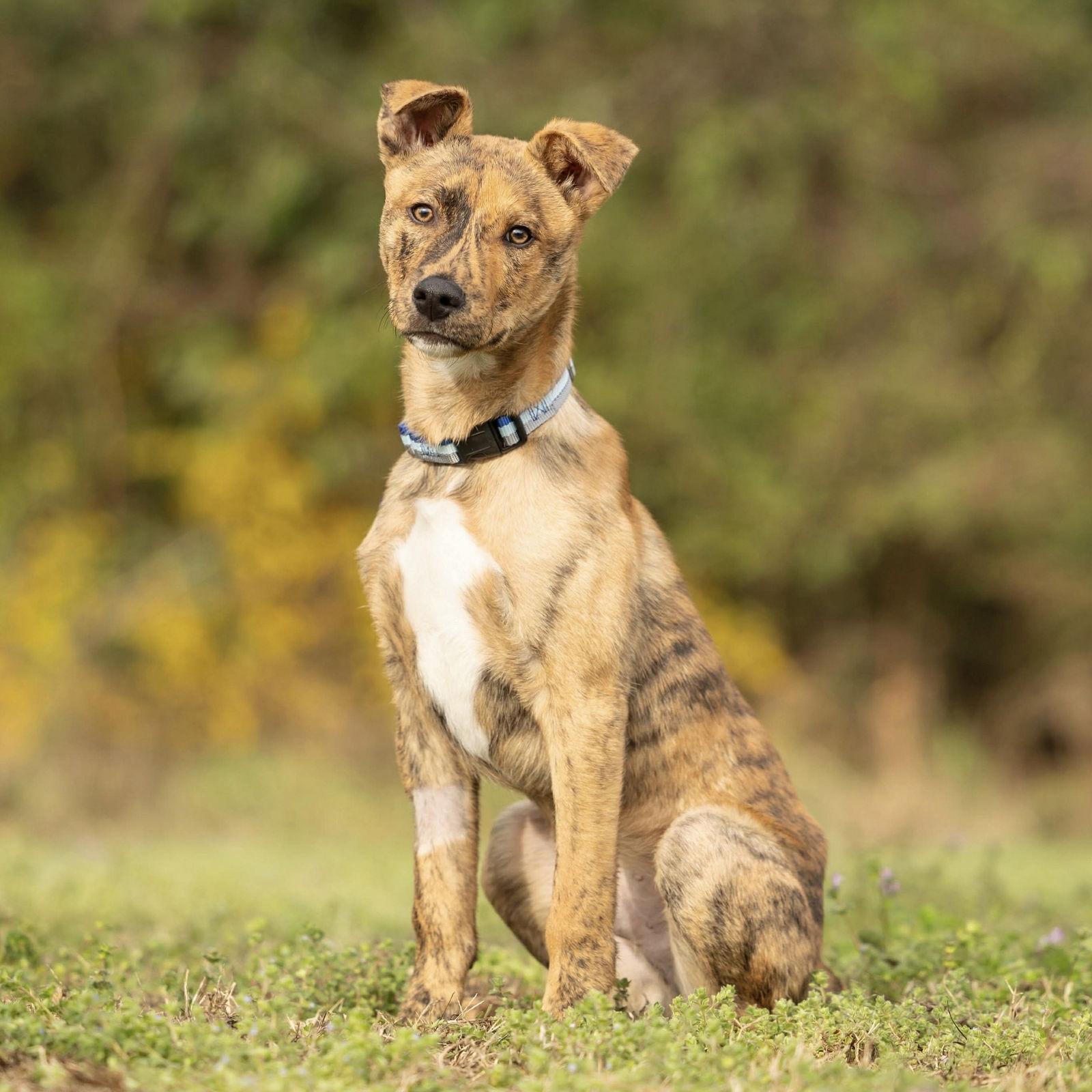 Enlarge Journey, a Adoptable German Shepherd Dog in Raleigh, NC image 2/3
