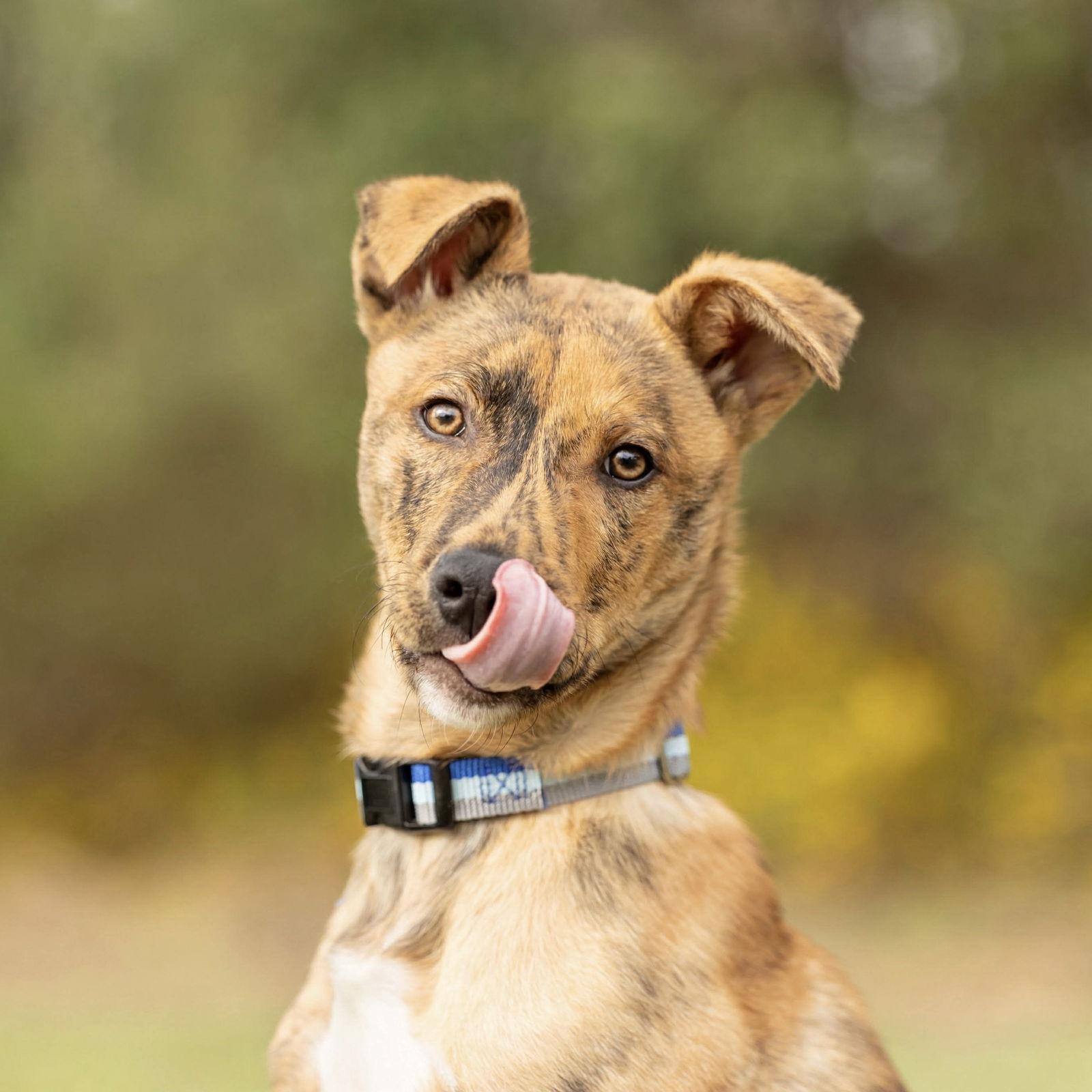 Enlarge Journey, a Adoptable German Shepherd Dog in Raleigh, NC image 3/3