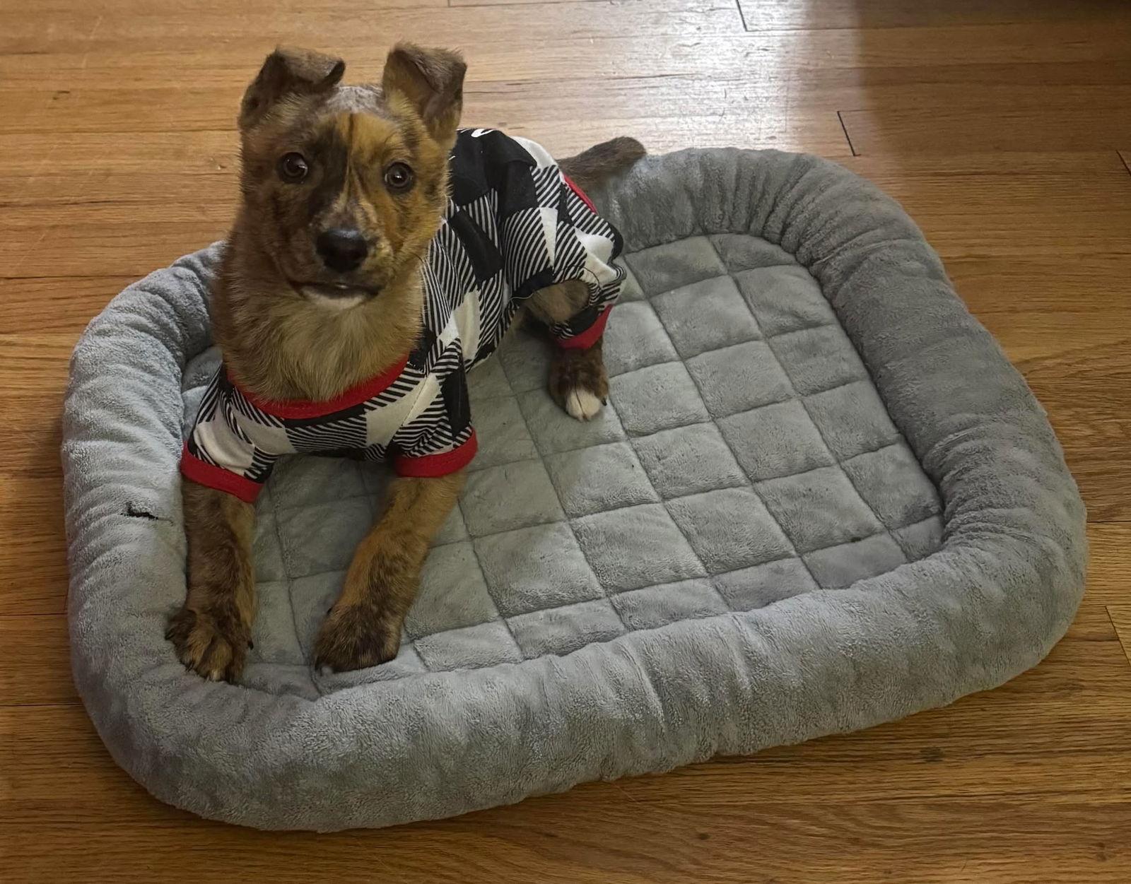 Enlarge Journey, a Adoptable German Shepherd Dog in Hillsborough , NC image 3/3