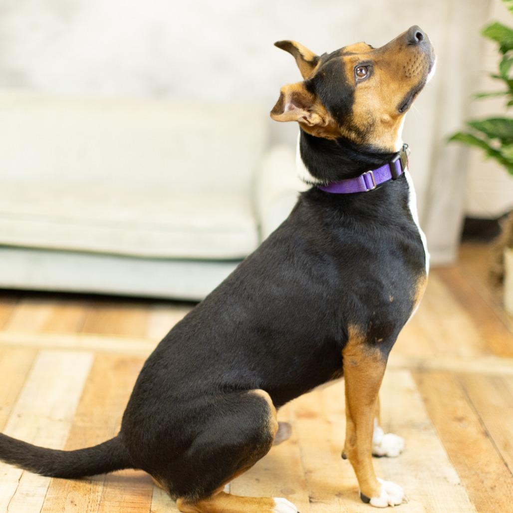 Al Poochino (Sponsored), a Adoptable mixed breed in East Saint Louis, IL image 1/6