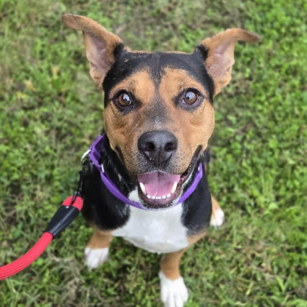 Enlarge Al Poochino (Sponsored), a Adoptable mixed breed in East Saint Louis, IL image 3/6