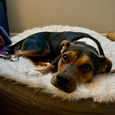 Al Poochino (Sponsored), a Adoptable mixed breed in East Saint Louis, IL image 4/6