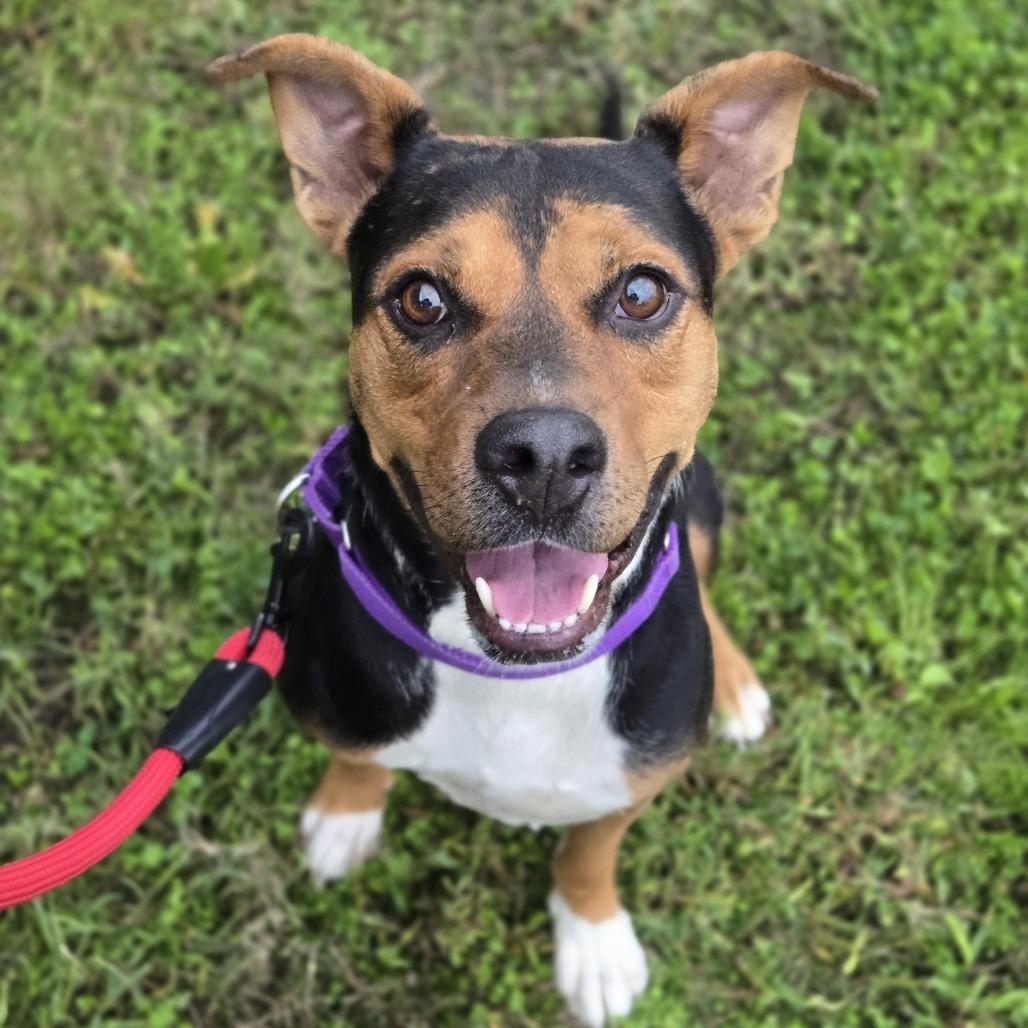 Al Poochino (Sponsored), a Adoptable mixed breed in East Saint Louis, IL image 5/6