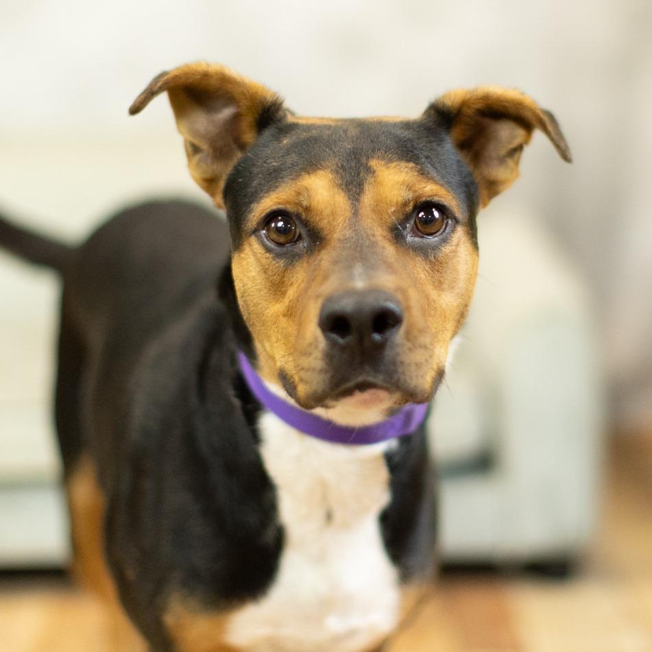 Al Poochino (Sponsored), a Adoptable mixed breed in East Saint Louis, IL image 6/6