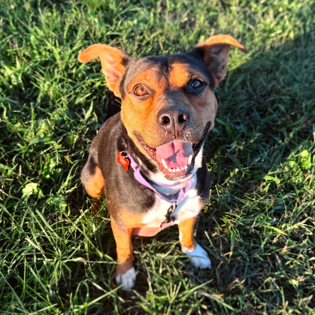 Enlarge Al Poochino (Sponsored), a Adoptable mixed breed in East Saint Louis, IL image 5/6