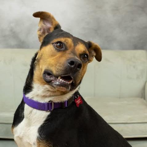 Enlarge Al Poochino (Sponsored), a Adoptable mixed breed in East Saint Louis, IL image 6/6