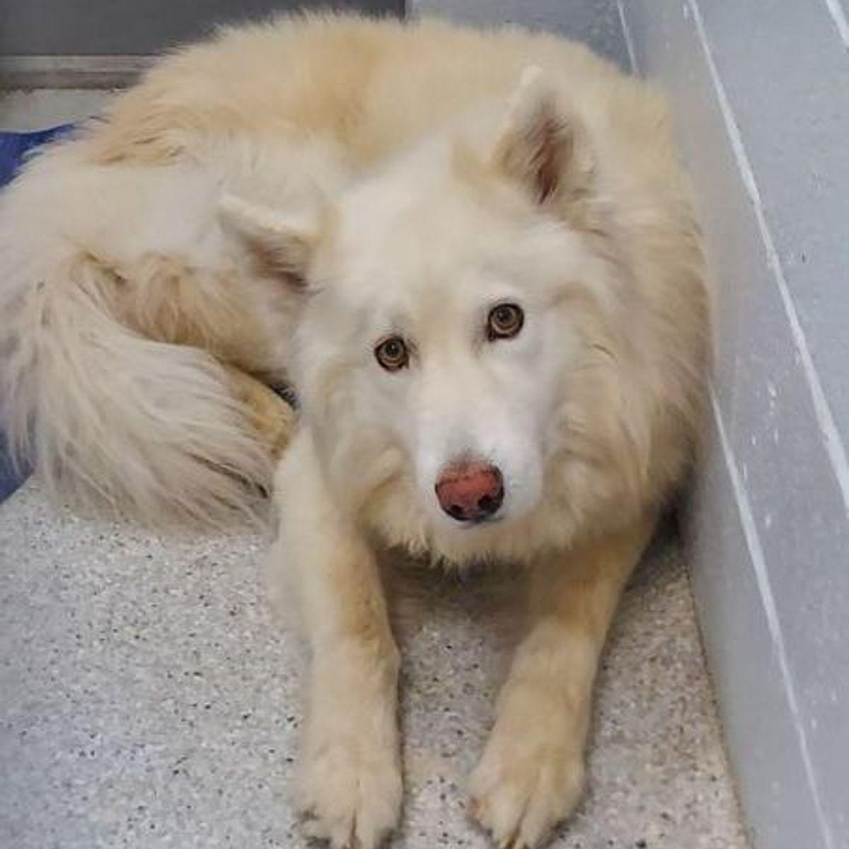 Enlarge Thor, a Adoptable mixed breed in Lake Havasu City, AZ image 1/1