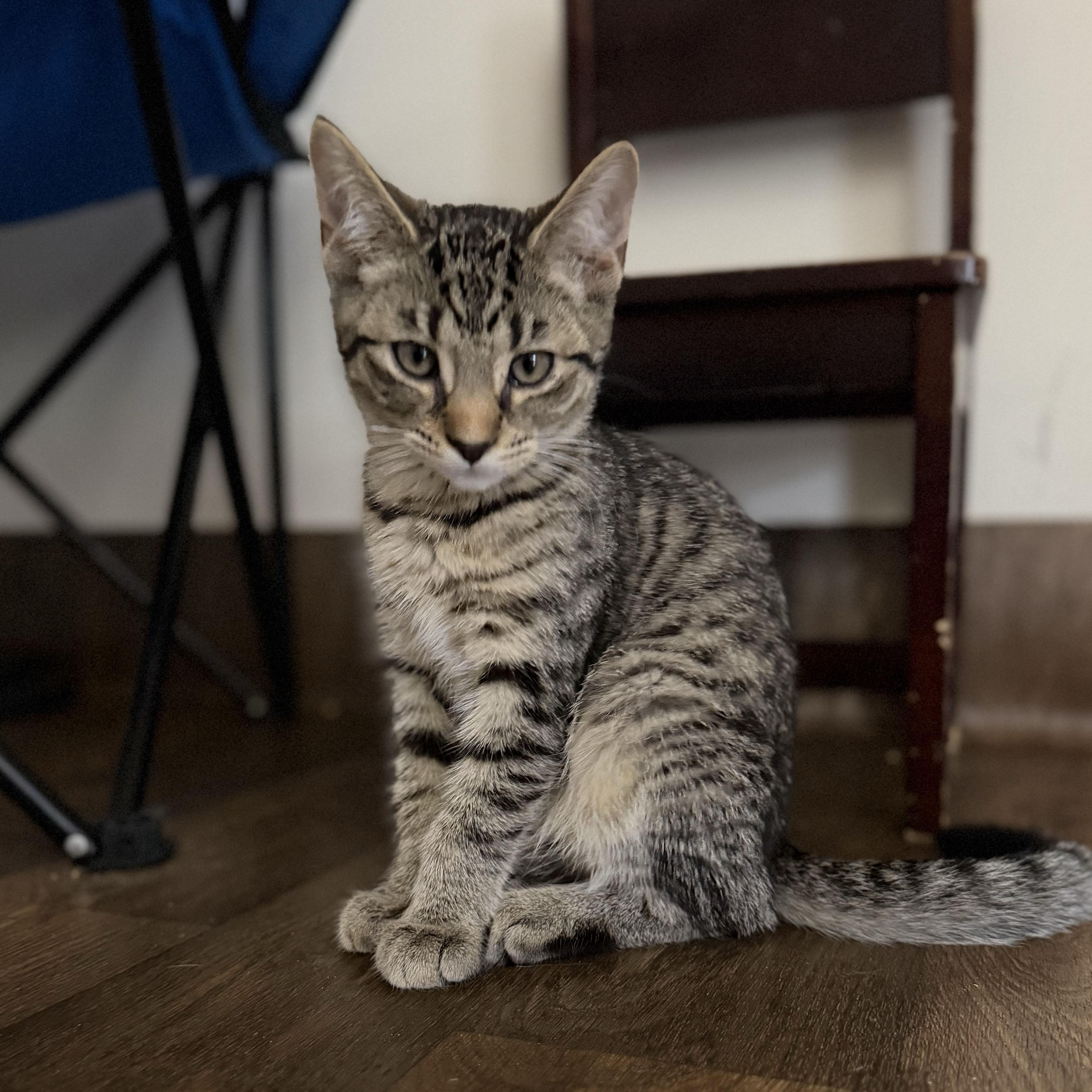 Twiggy - Adoption pending, adopted, Kitten Female Tabby & Domestic Short Hair.