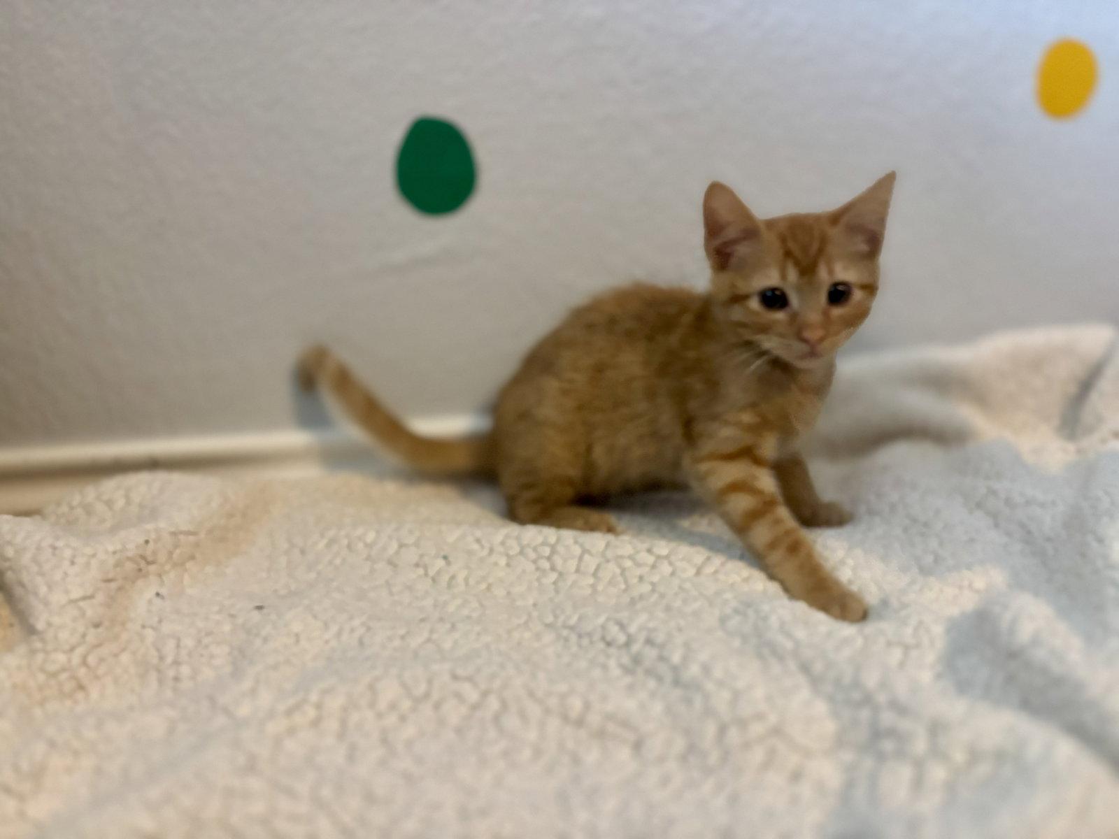 Simba, Adopted, Kitten Male Domestic Short Hair & Tabby.