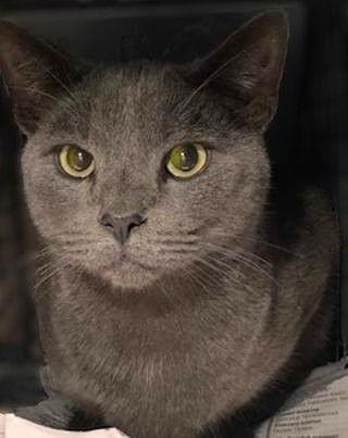 Sam 2 years male AVAIL 1/22, Adoptable, Adult Male Domestic Short Hair.