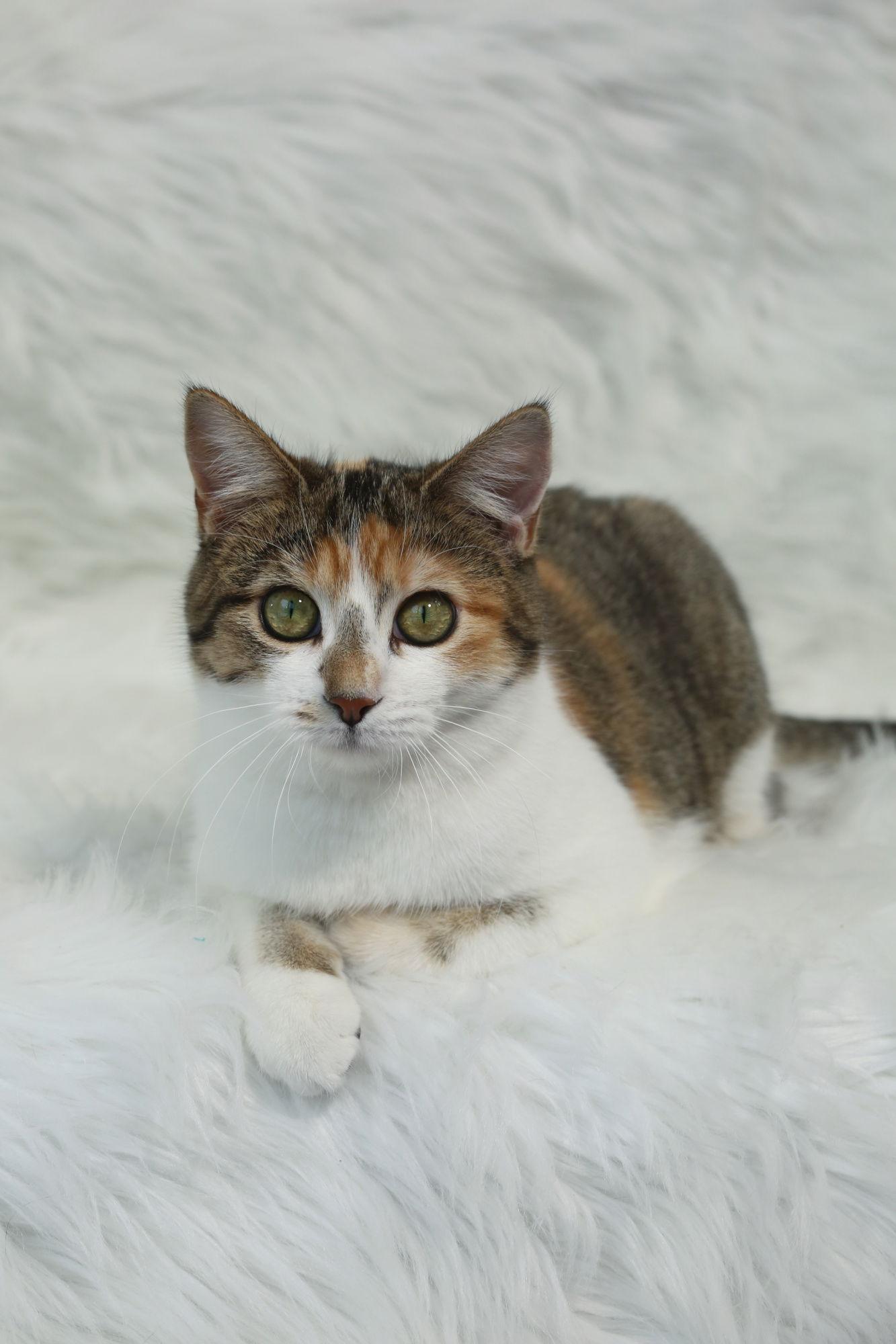 Enlarge Coucou, a Adoptable Domestic Short Hair in New Prague, MN image 2/3