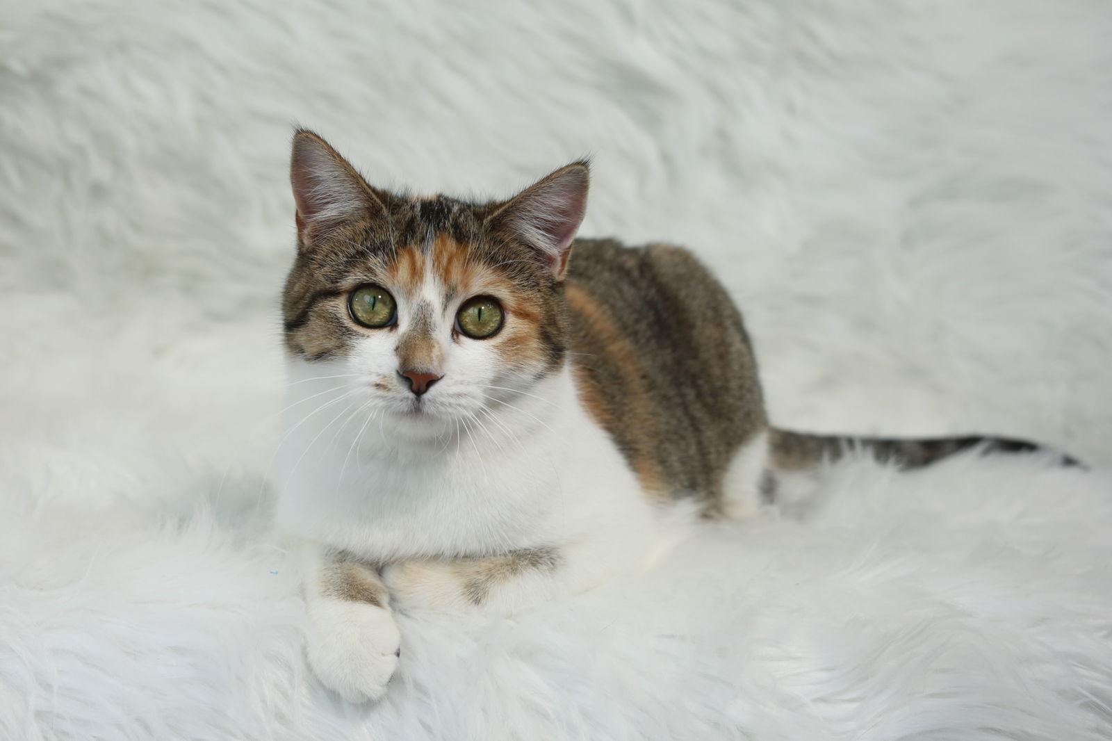 Enlarge Coucou, a Adoptable Domestic Short Hair in New Prague, MN image 3/3