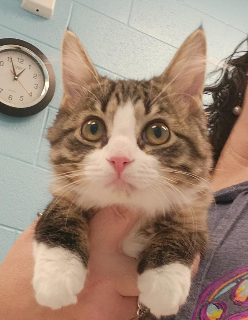 Enlarge Callie, an adopted Domestic Medium Hair in Frankfort, KY image 1/1